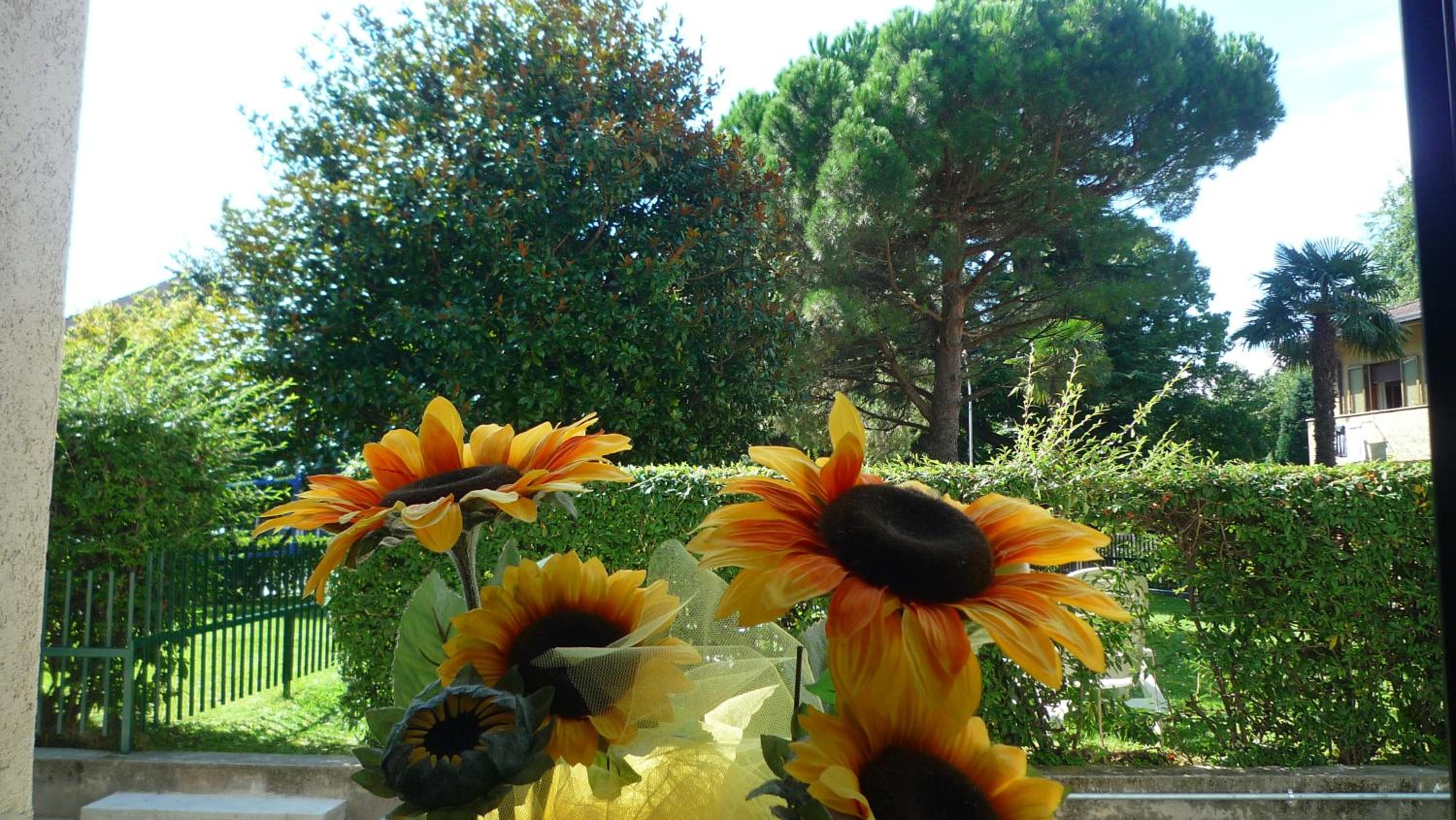 Il girasole photo 4