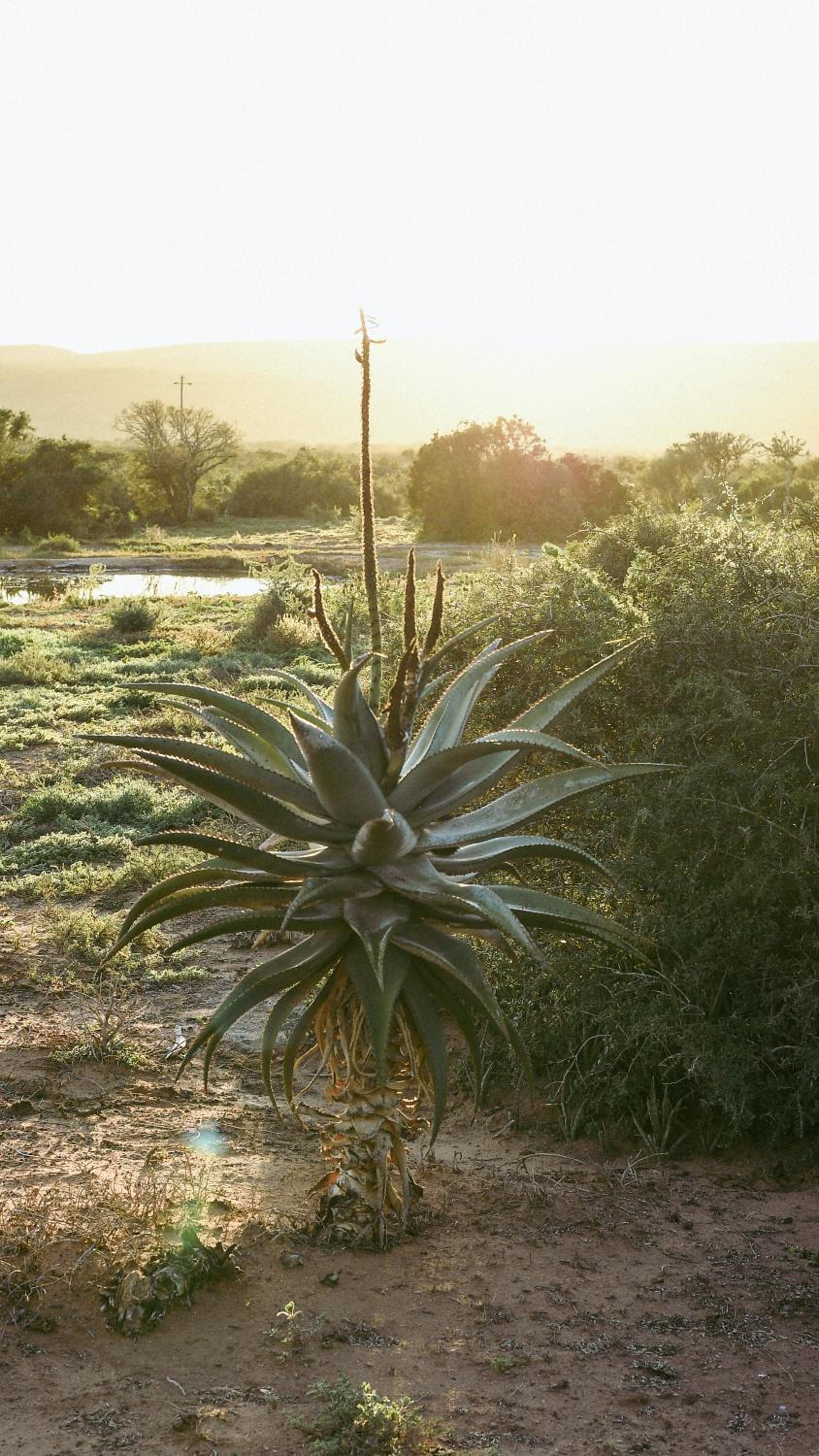 Charihandra Game Lodge