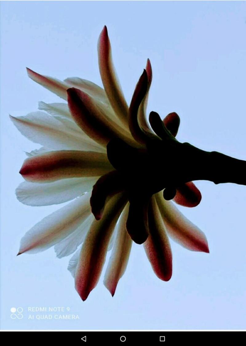 Photo 50