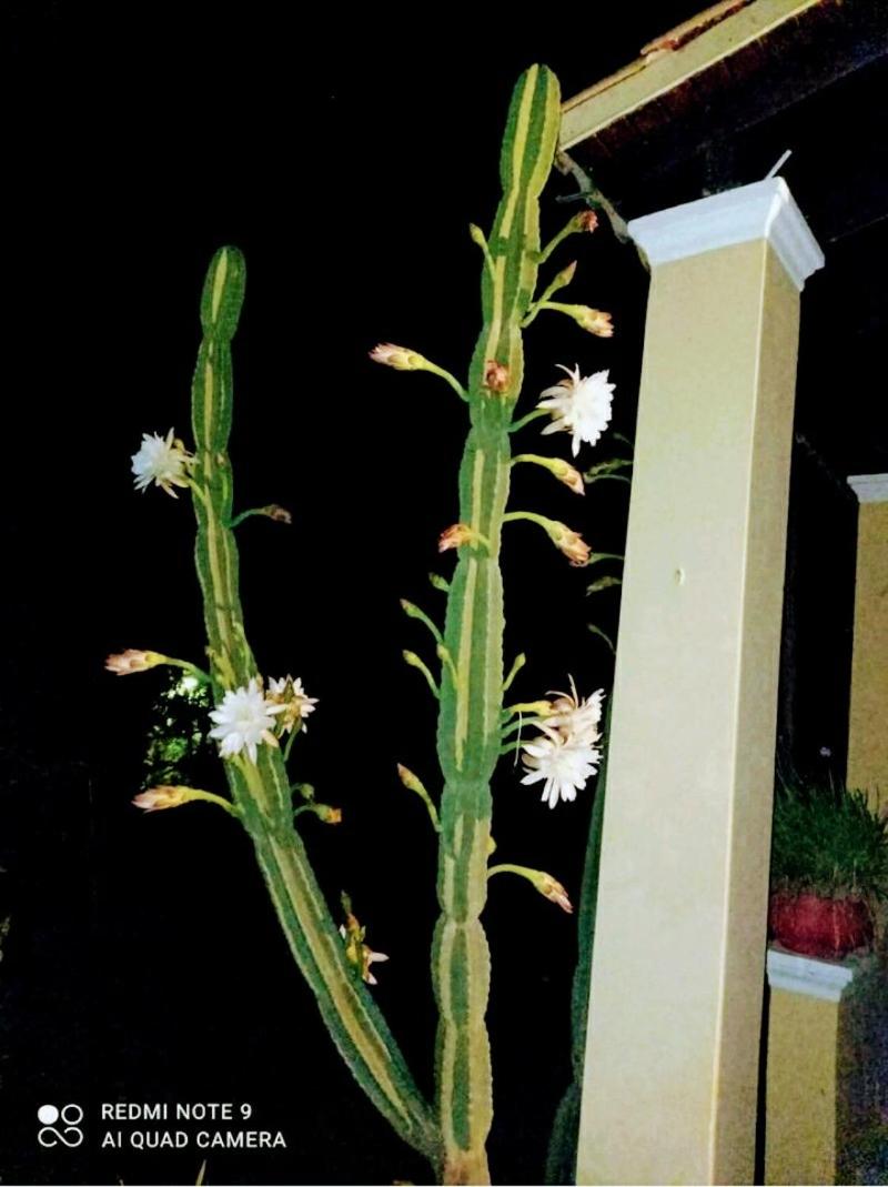 Photo 51