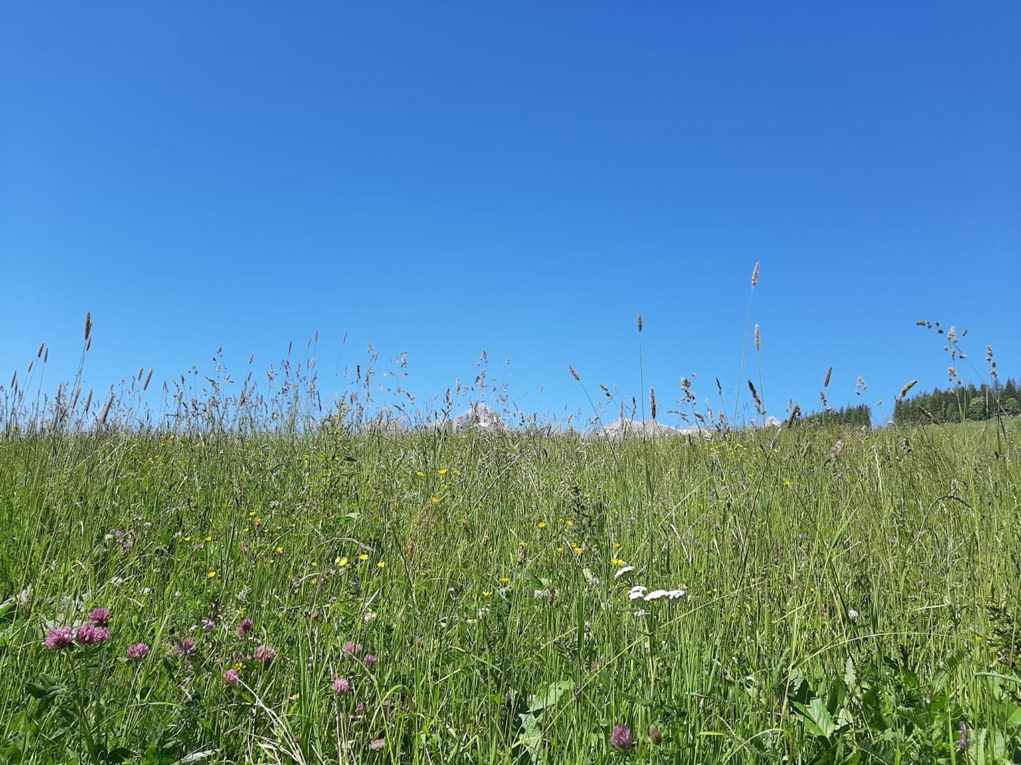 BIO-Bauernhof Hatzbauer