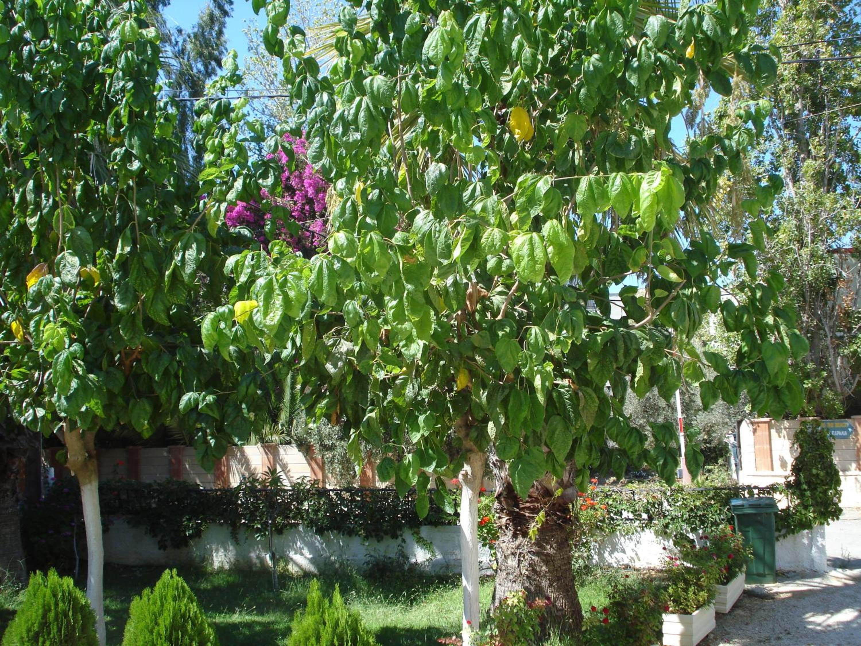 Zinovia