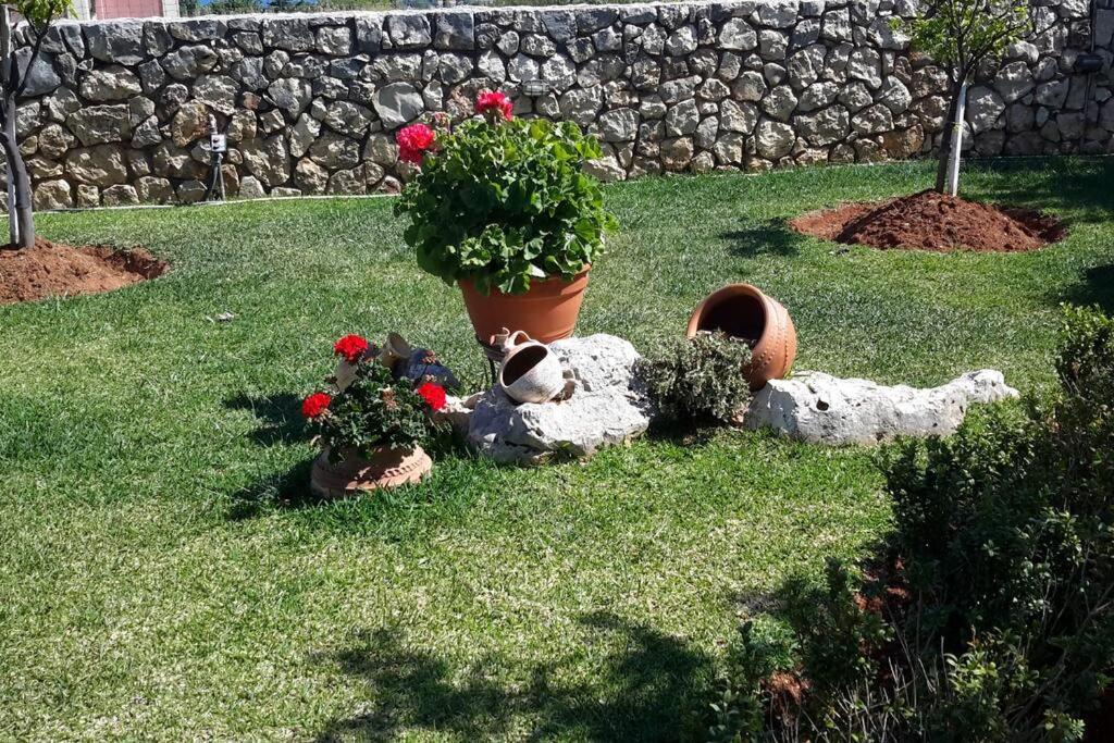 Paloma photo 2