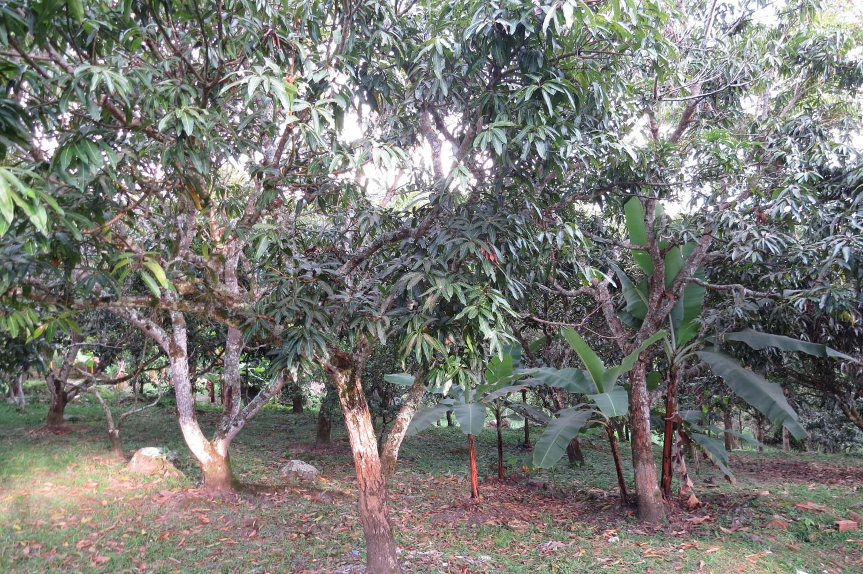 Finca Las Mercedes en encantador entorno natural