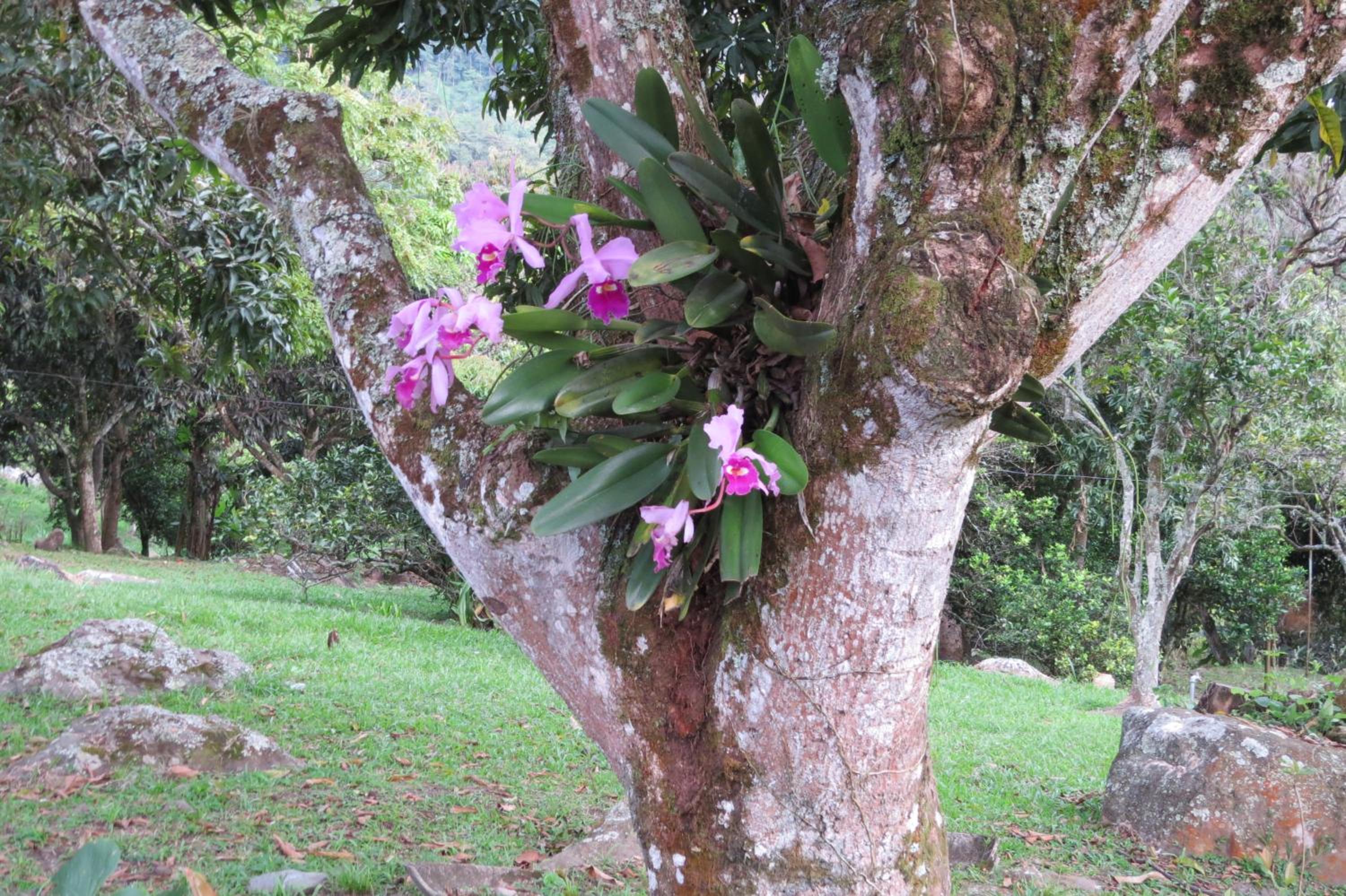 Finca Las Mercedes en encantador entorno natural