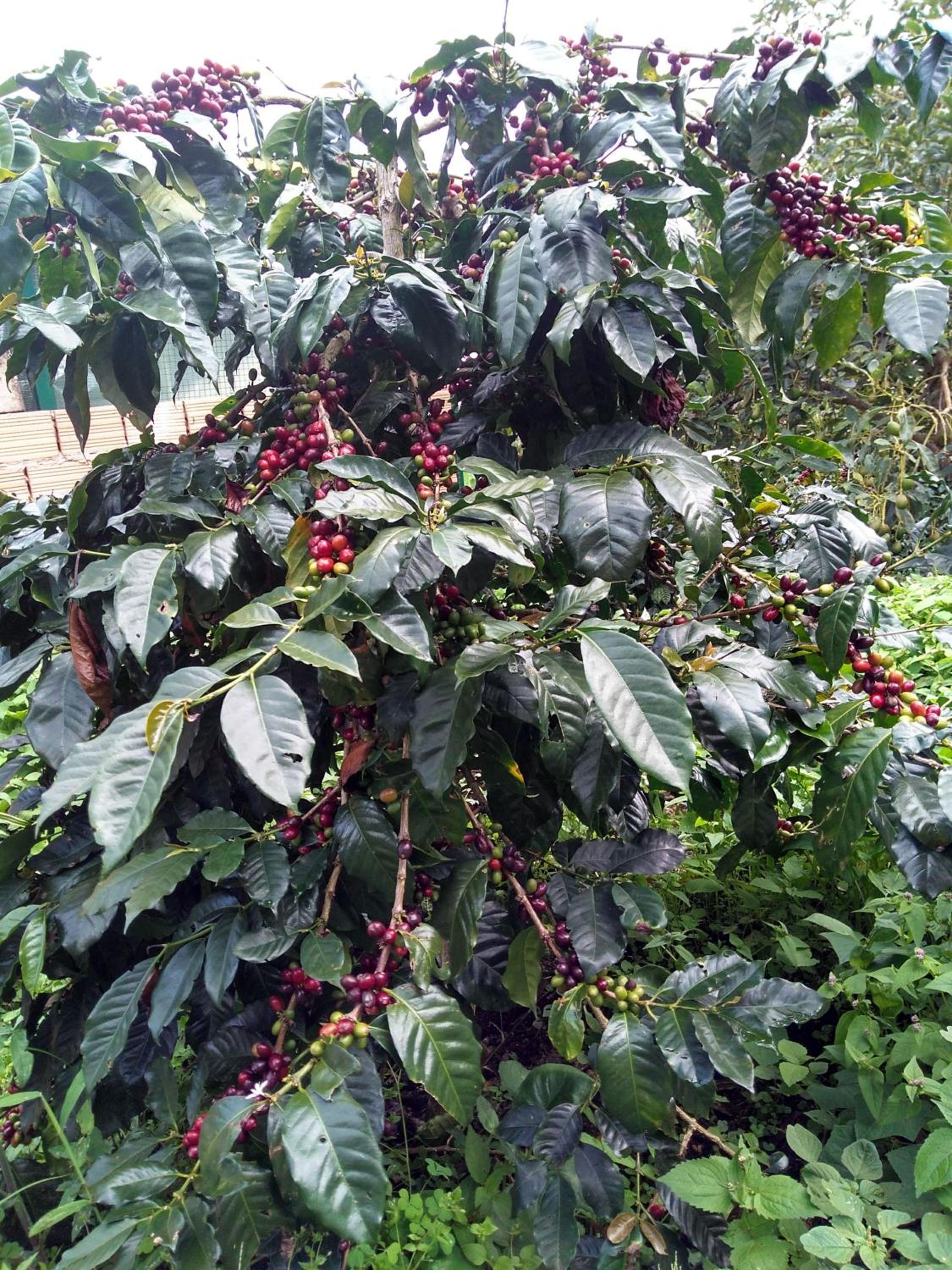Huerto Cafetero Las Delicias