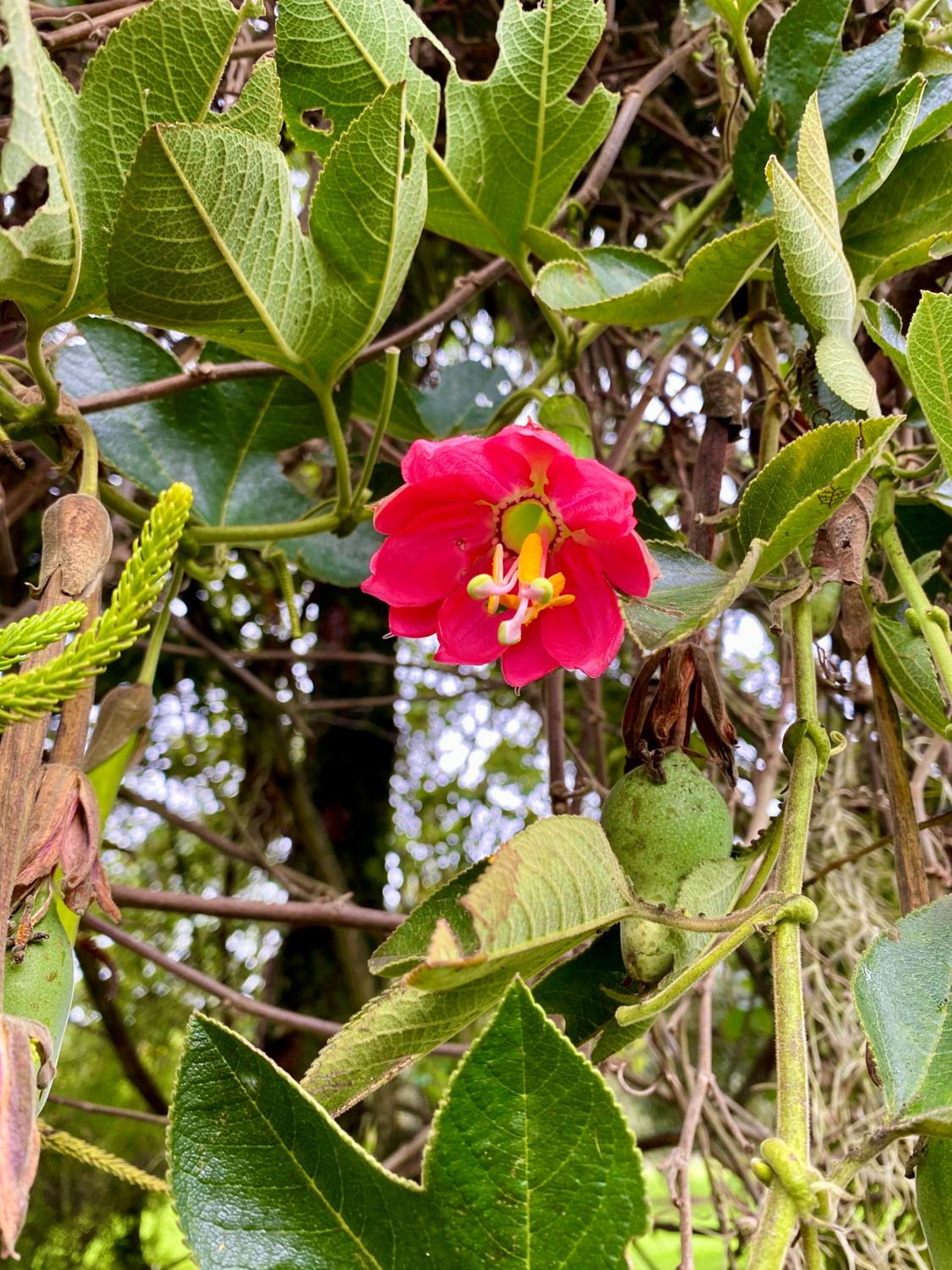 Hacienda Tocarema