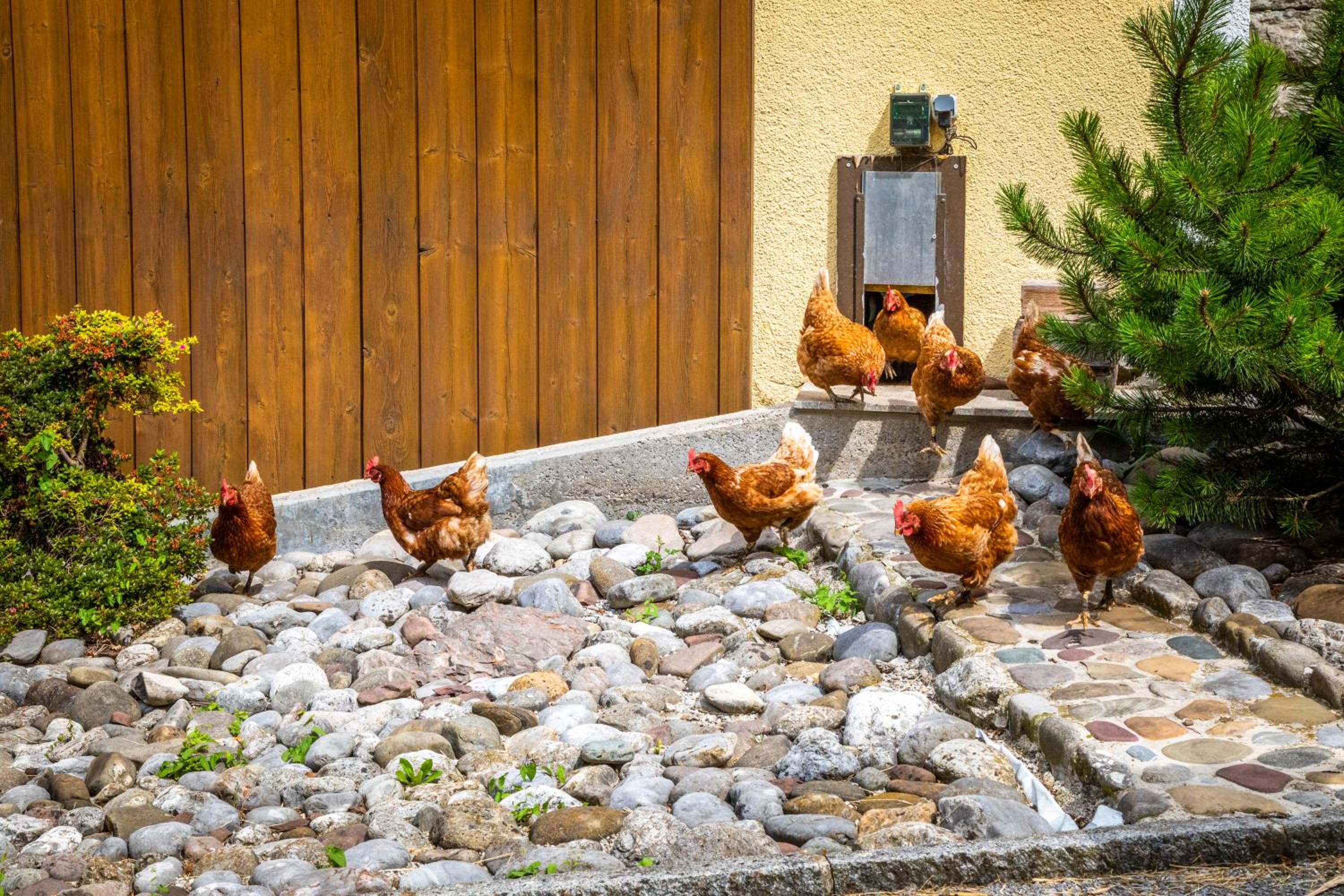 Hinterkellaubauer