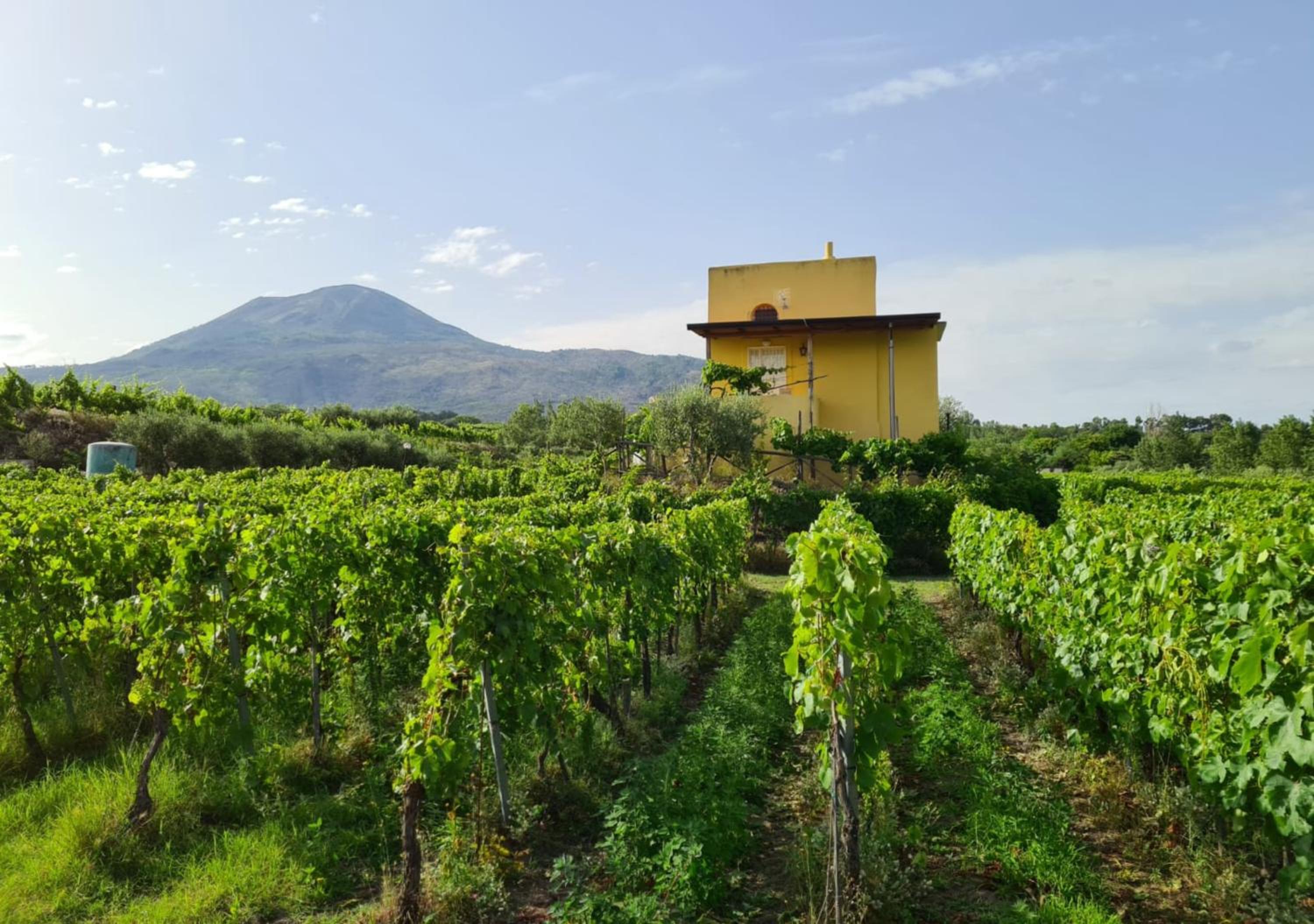 Vesuvio Inn Guest House e Wine Experience