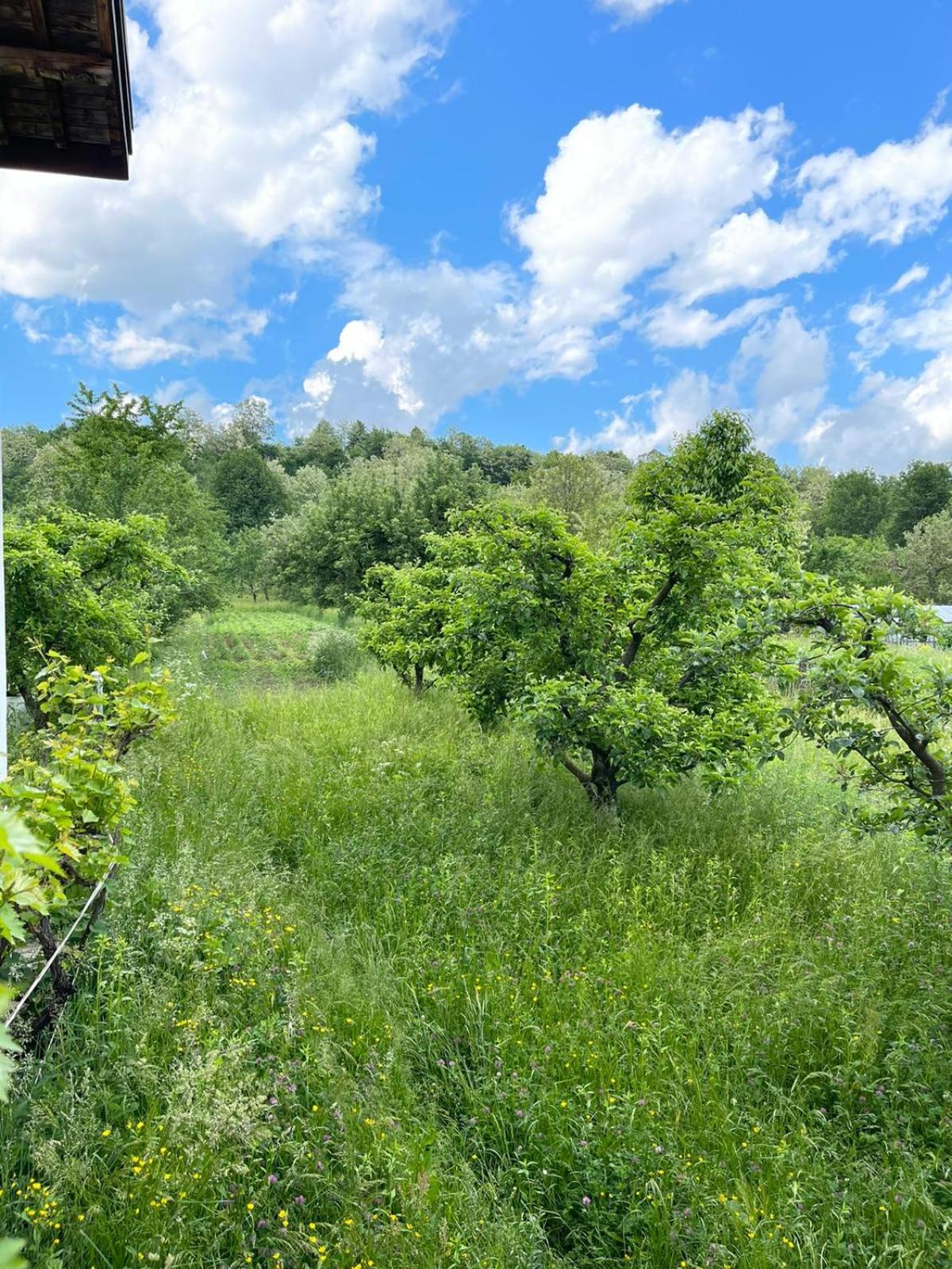 Livada lui Papu view 4