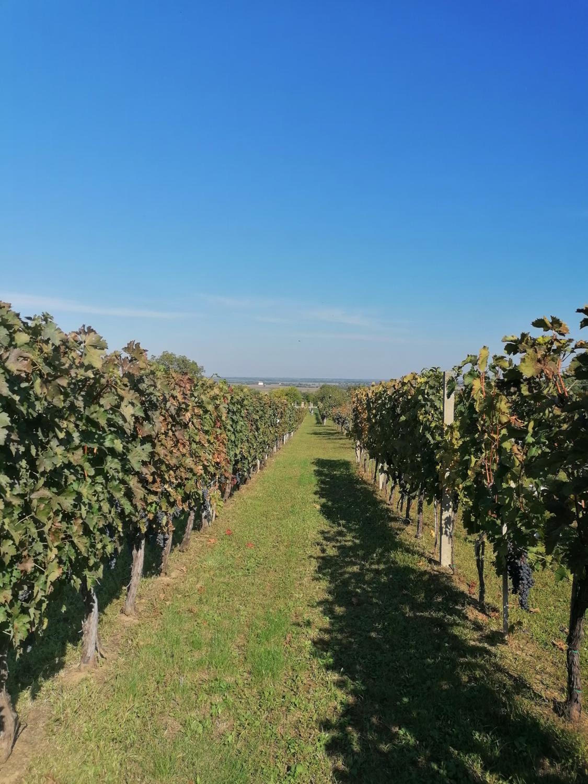 Baranja Black Hill's view 4