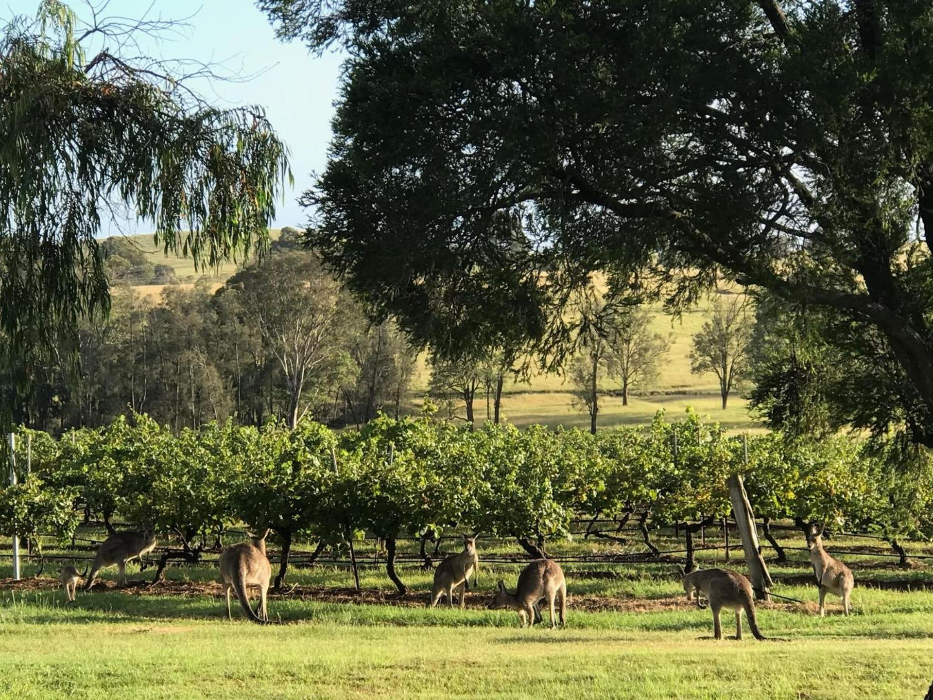 Kinloch Cottage Stunning Stay on Daisy Hill Vineyard