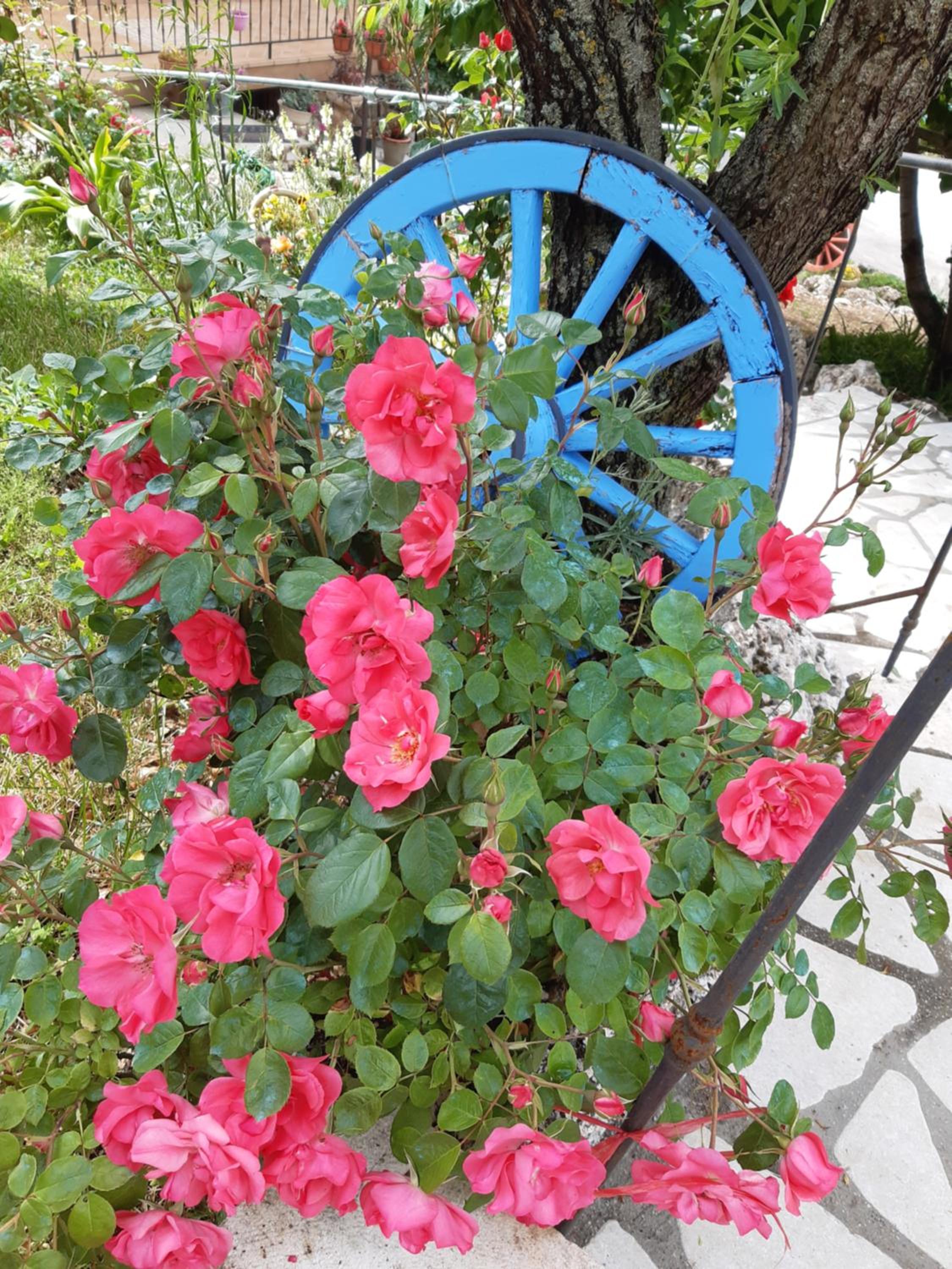 IL GIRASOLE view 2