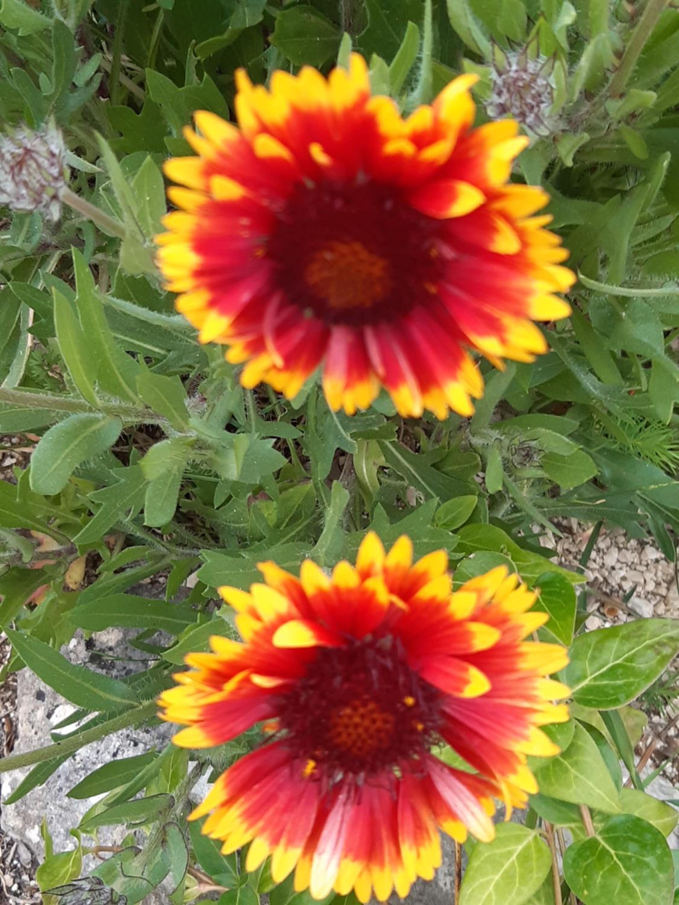 IL GIRASOLE view 5