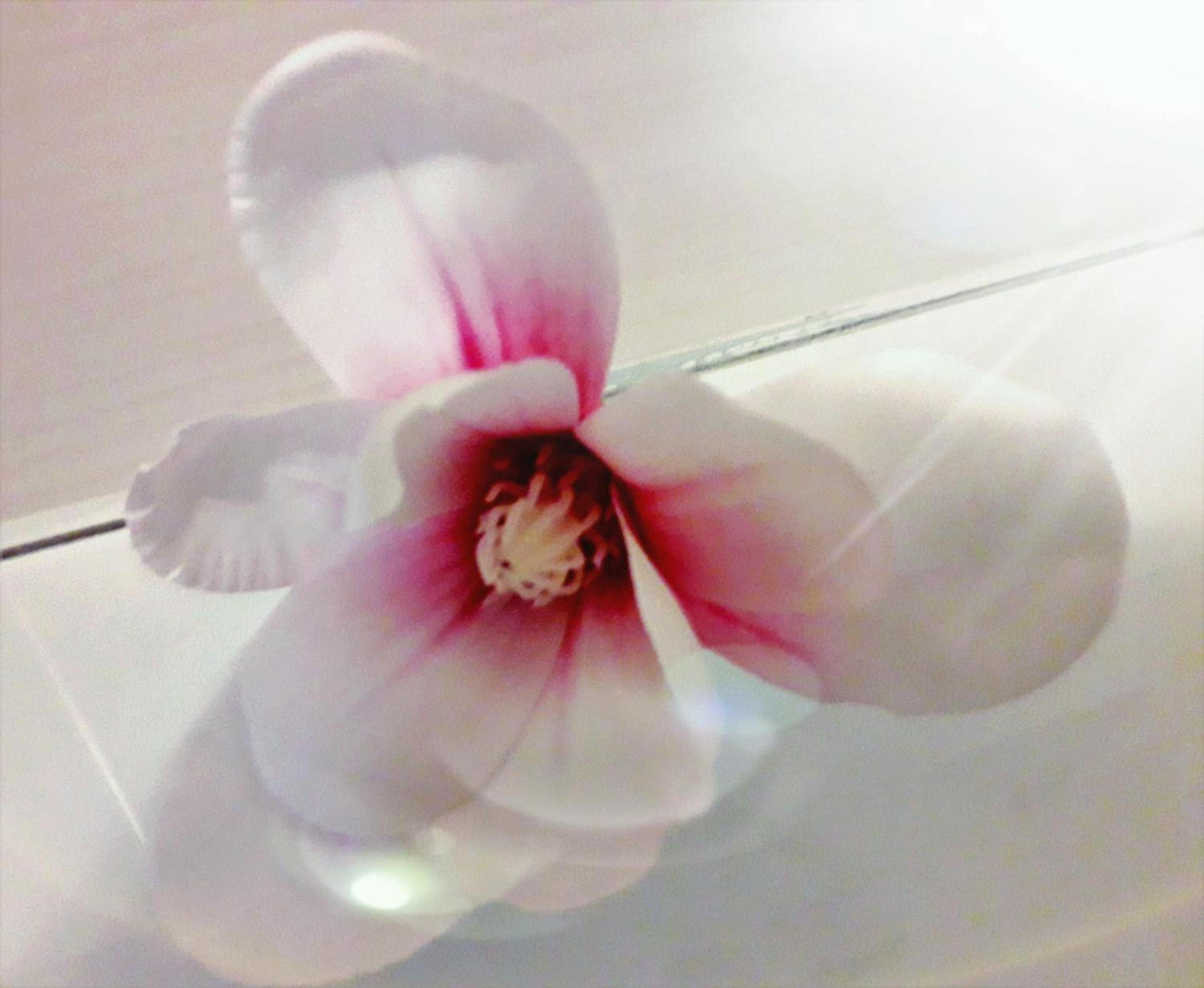Photo 33