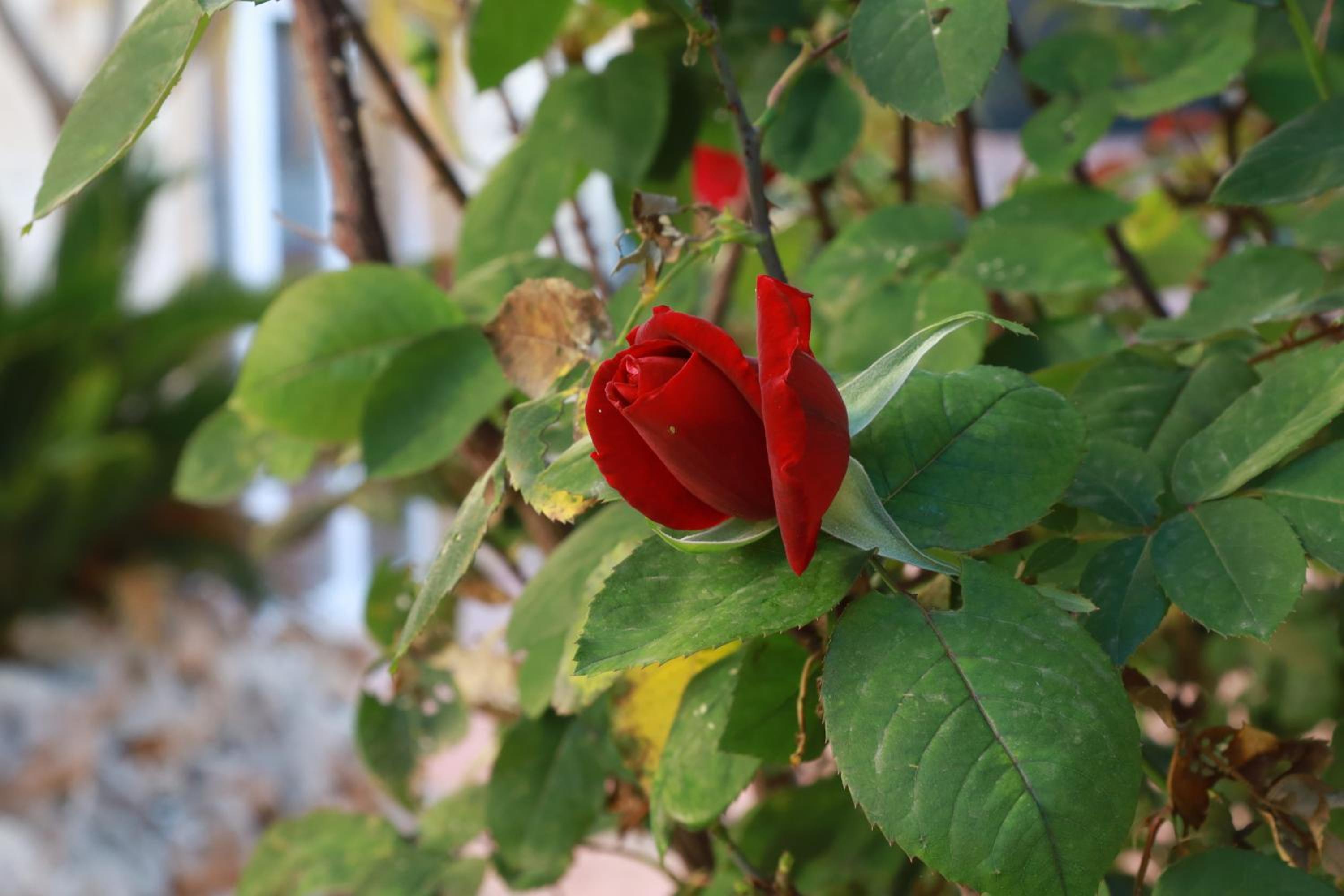 Photo 48