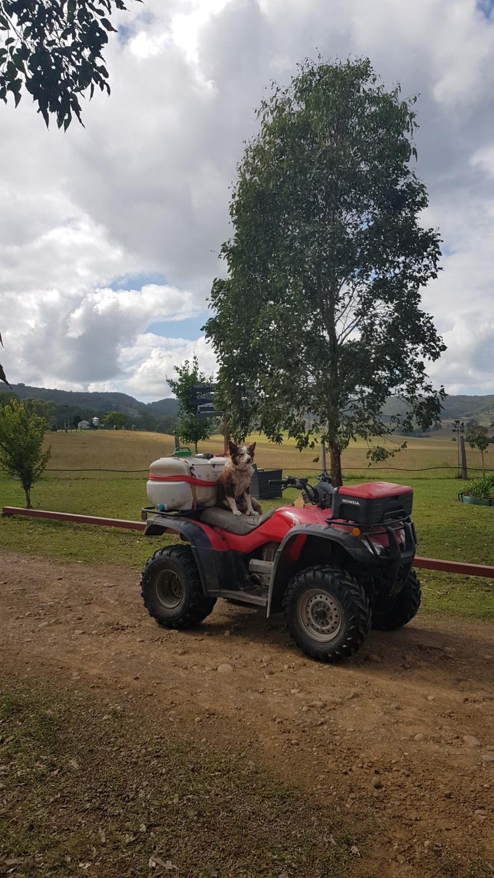 The Wattle Lodge