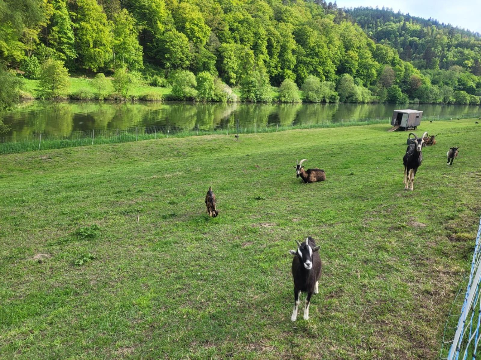 FeWo am Neckarsteig mit Anbindung an Heidelberg