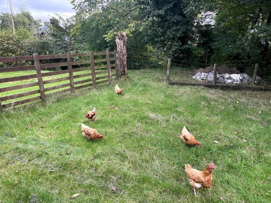 Y Felin Bed and Breakfast and Smallholding view 3