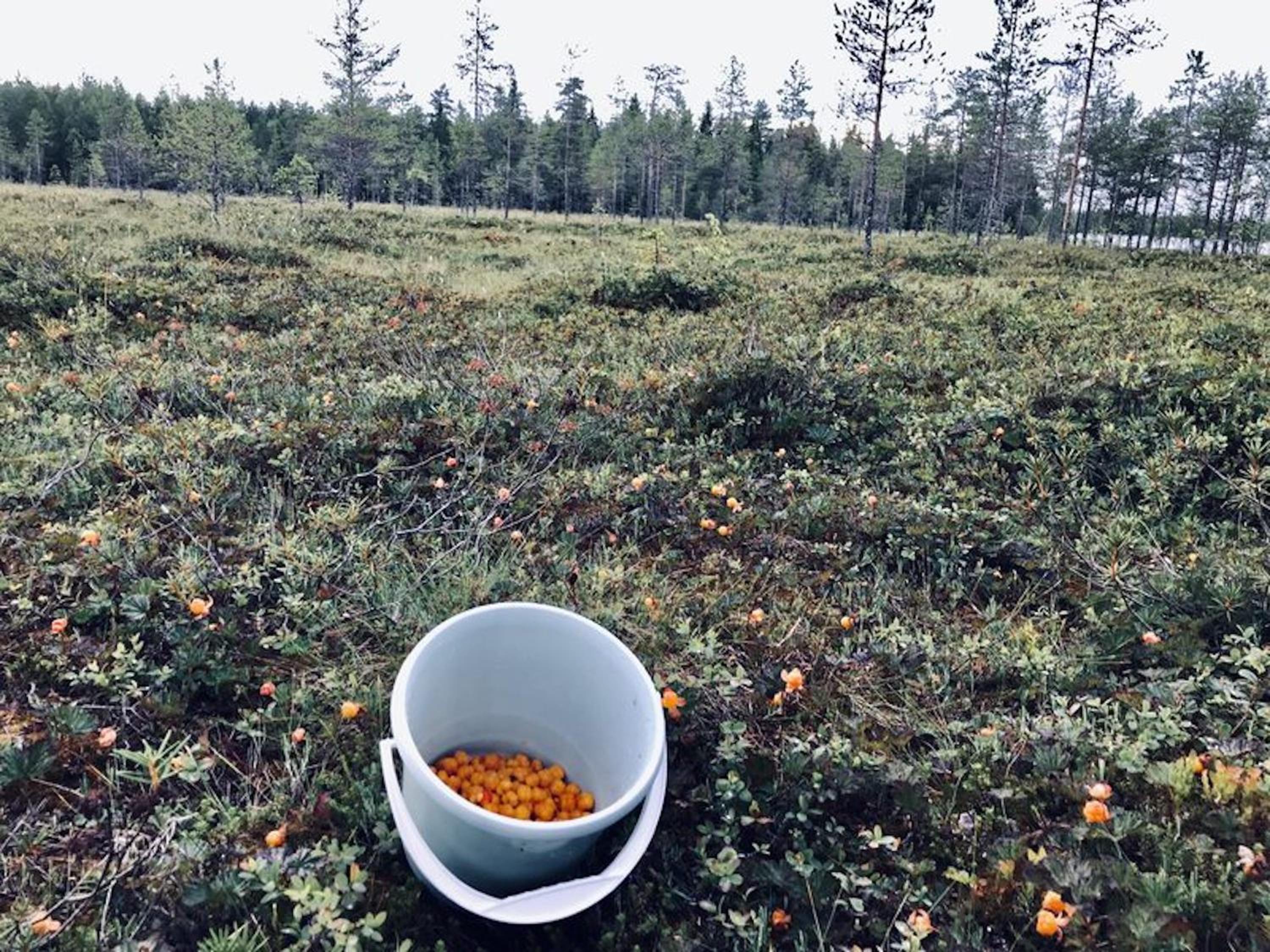 Metsä Kolo