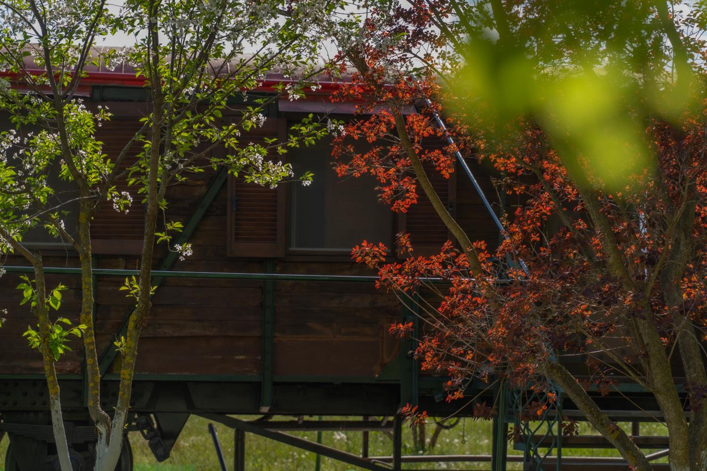 Train in the Forest view 5