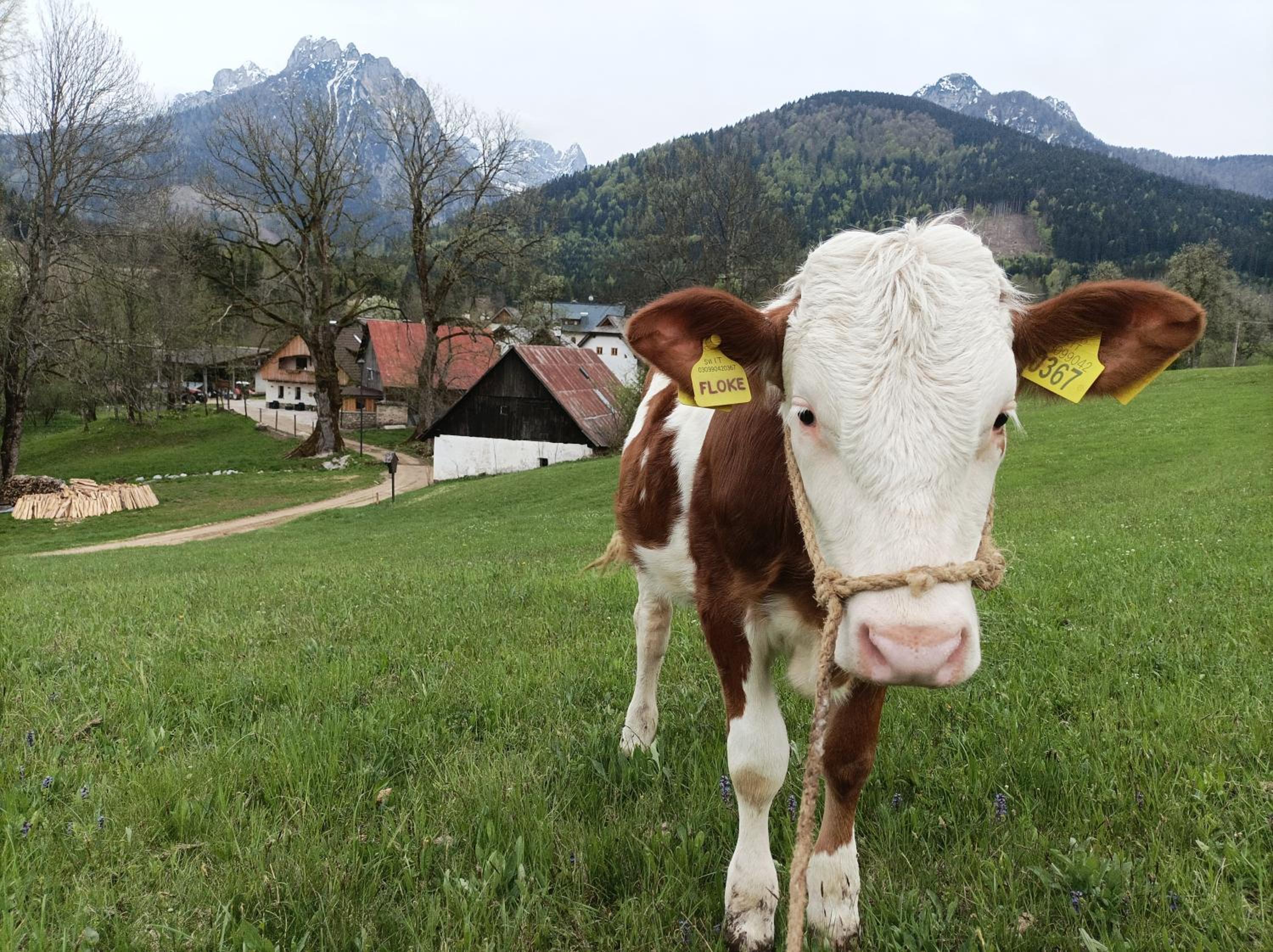 Greuth Hutte en Tarvisio