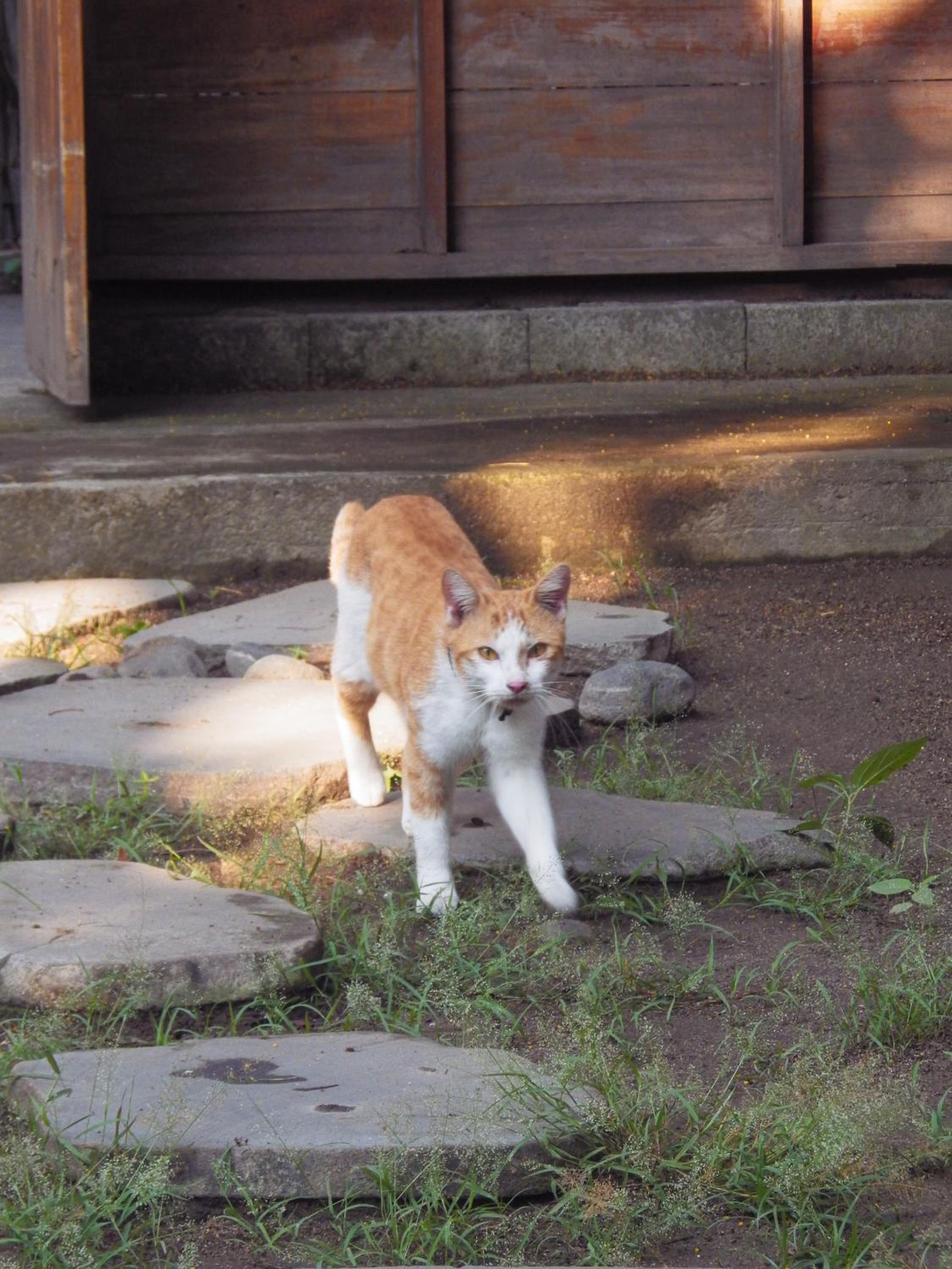 Photo 30