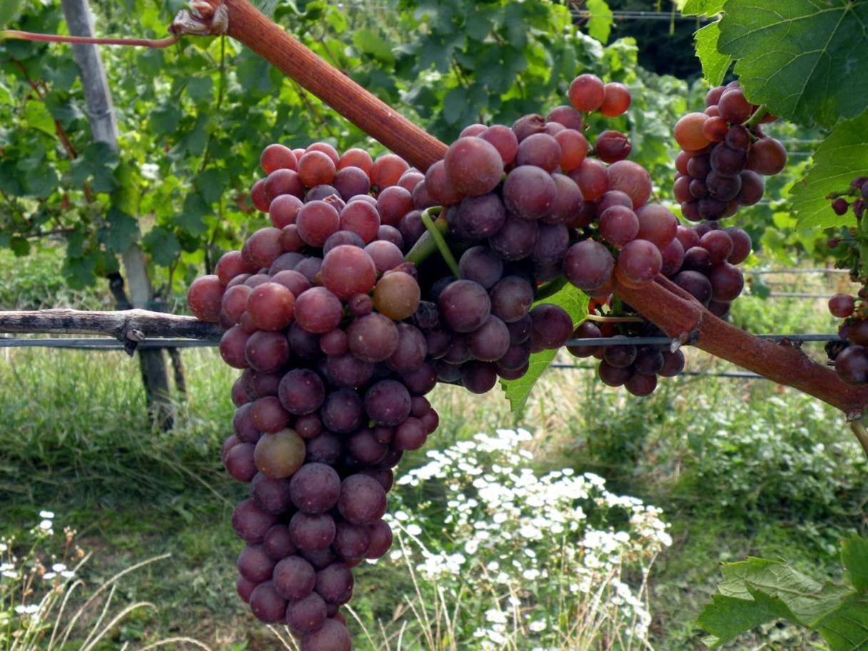 Weingut Albert, Familie Cramer