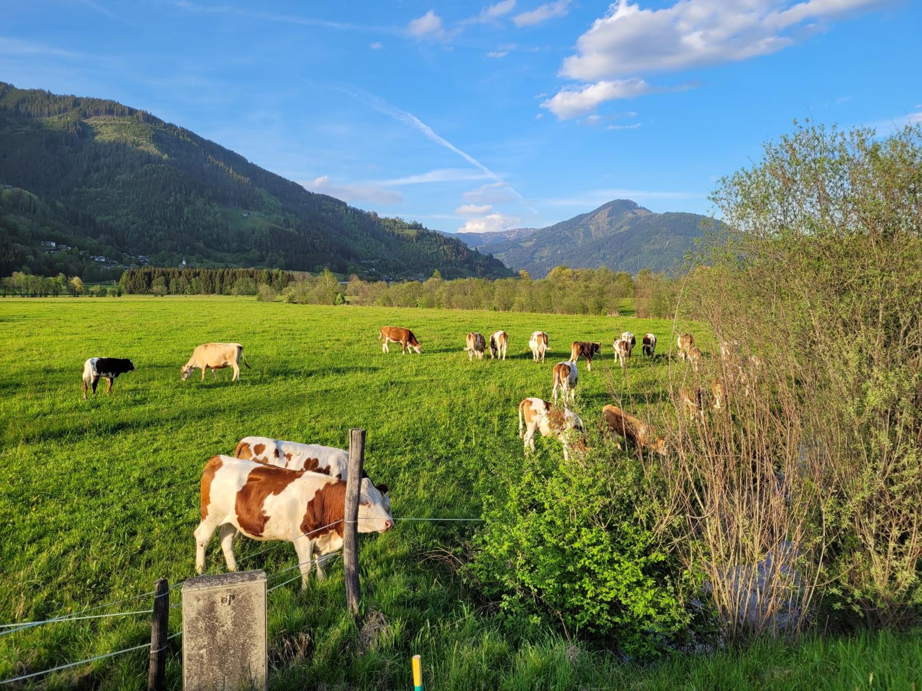 Mountain View near Kaprun - Steinbock Lodges