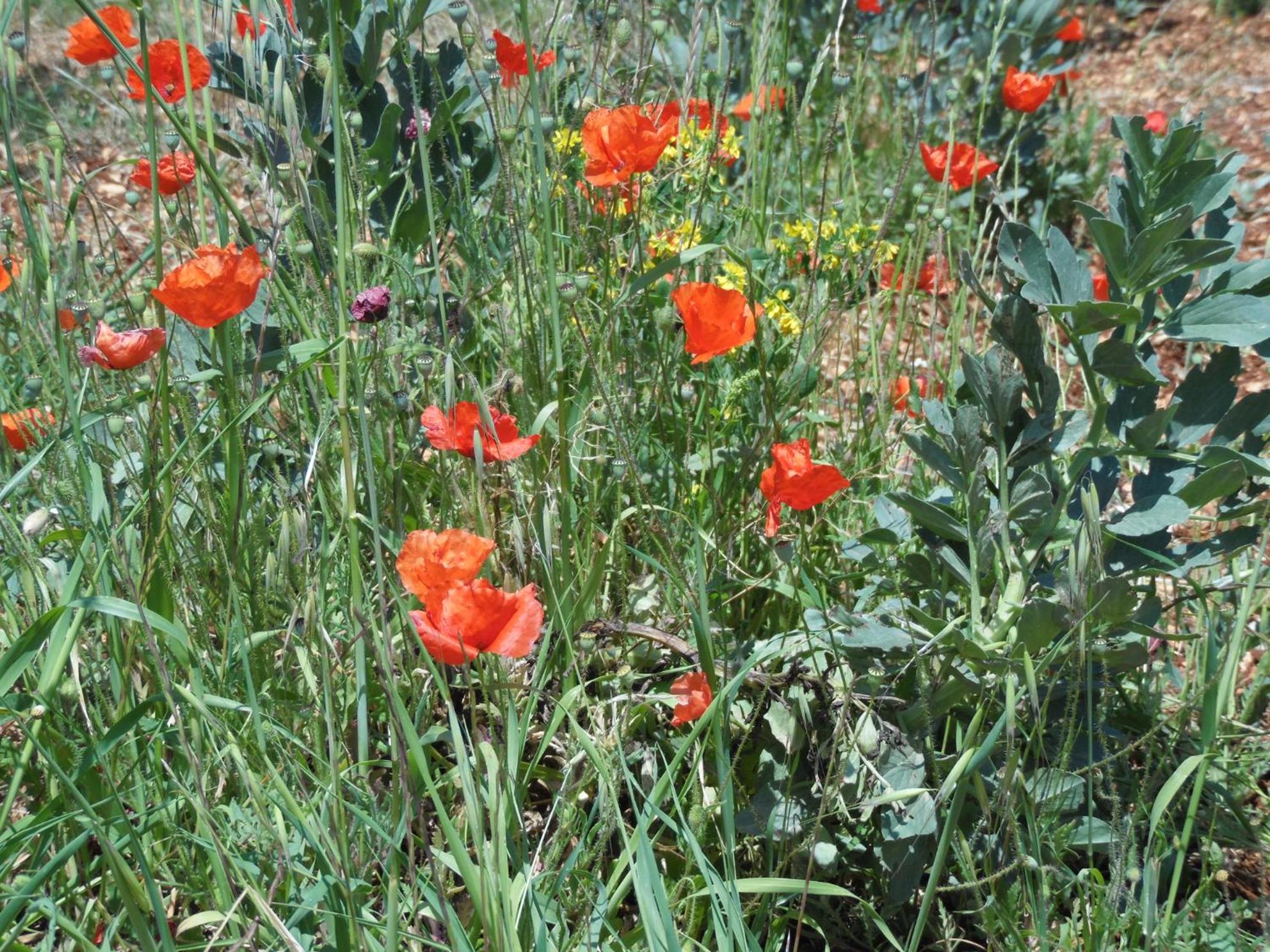 Photo 42