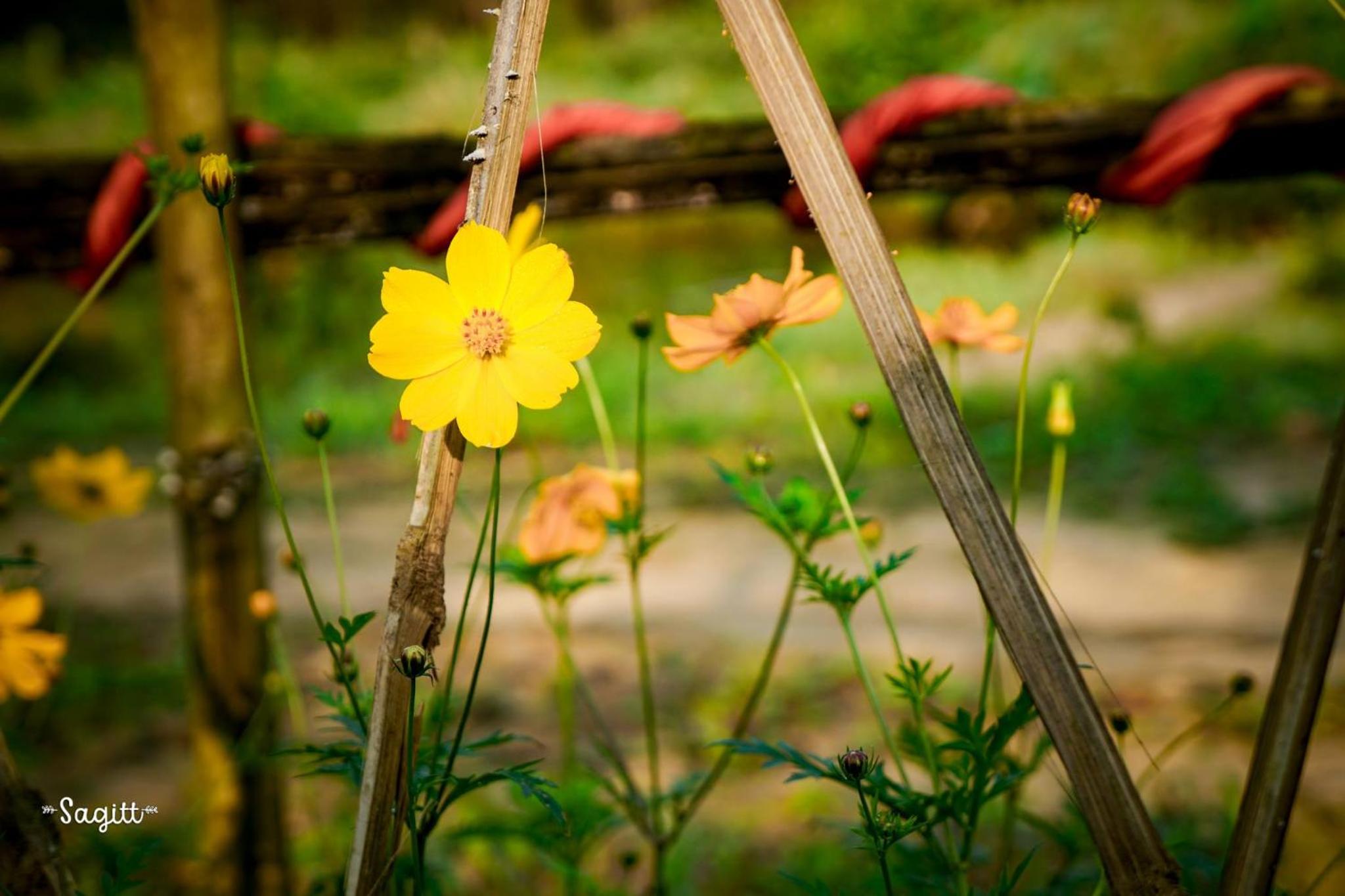 Photo 44
