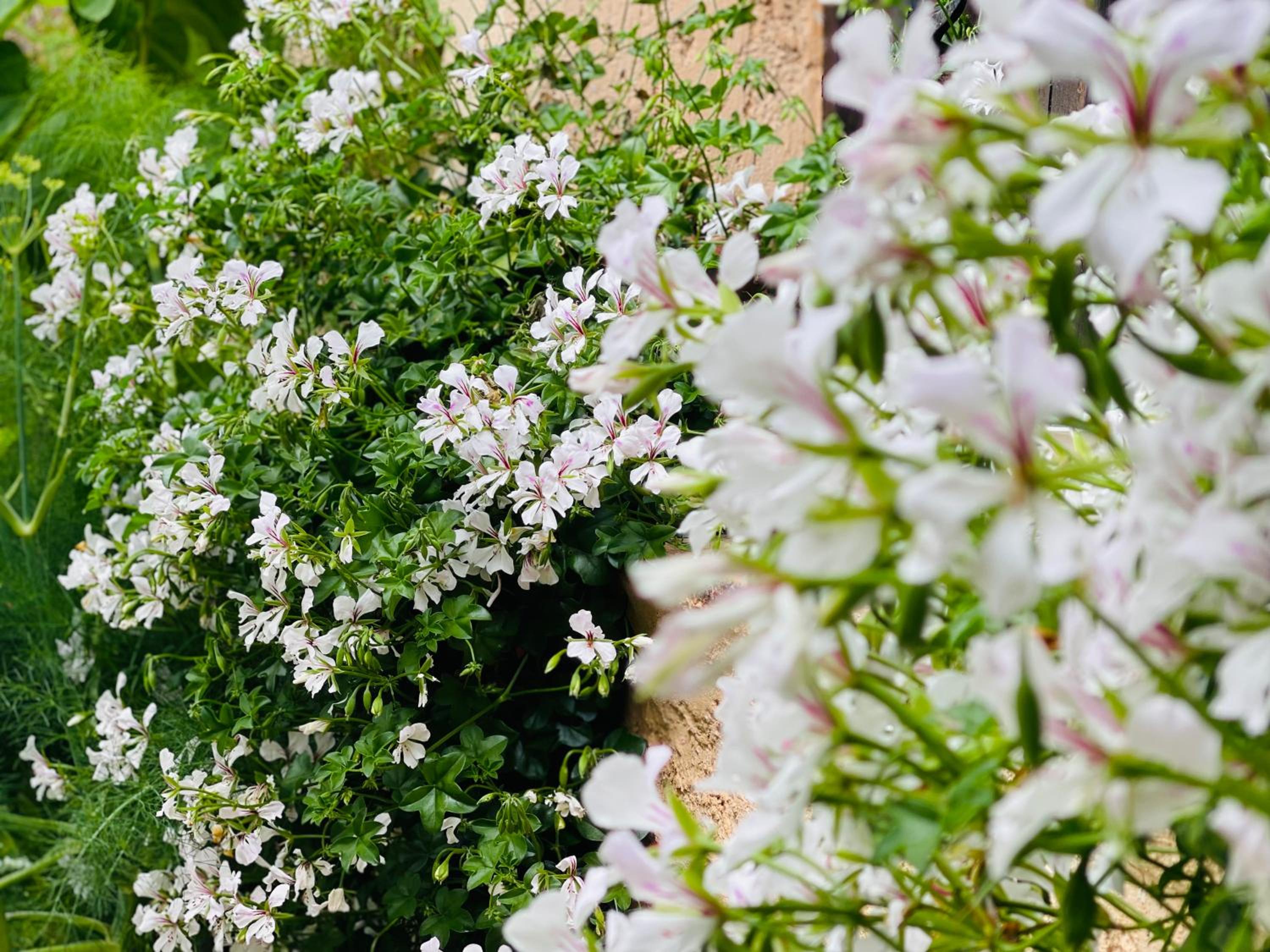 ABEILLE, photo 11