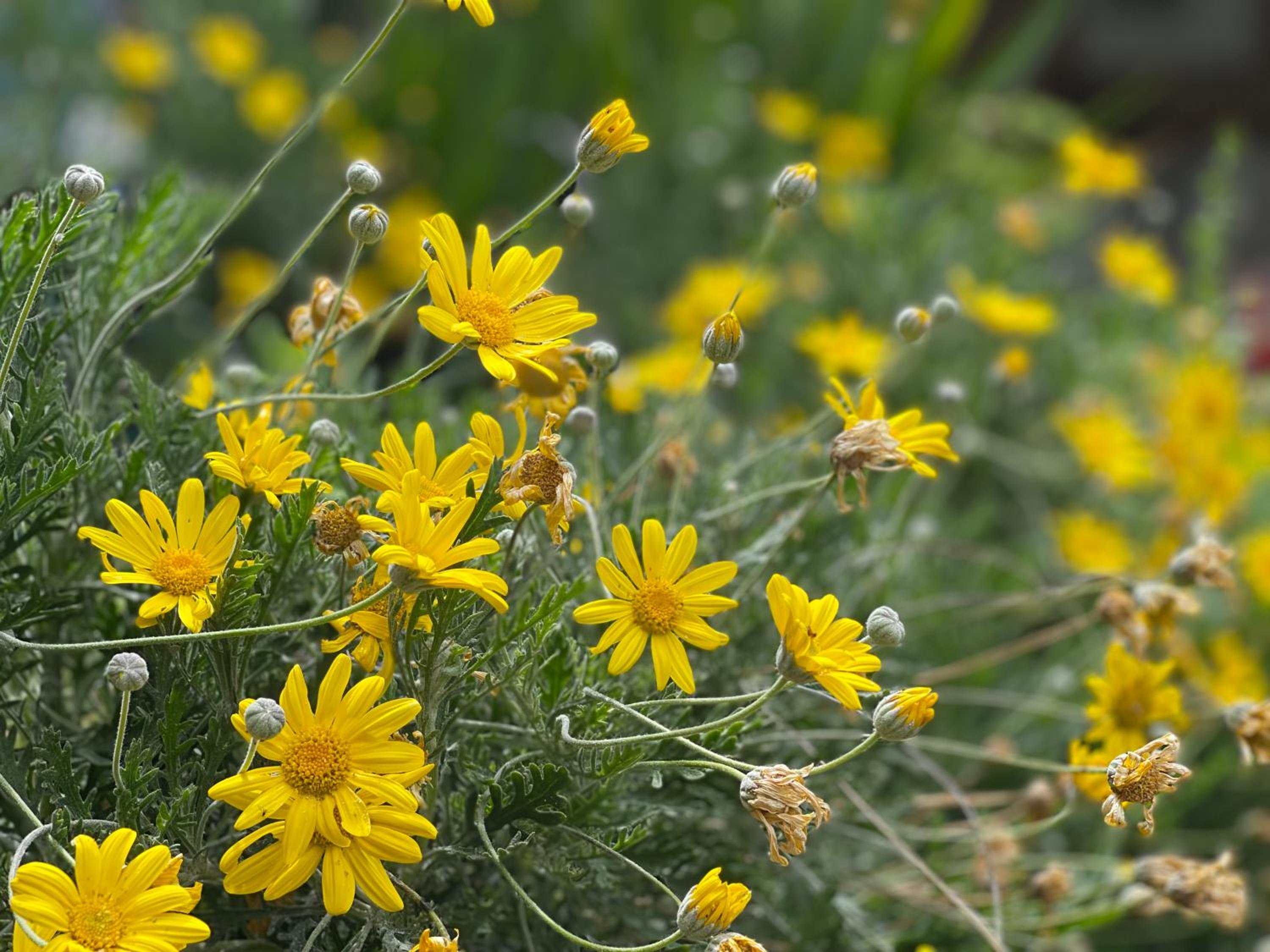 ABEILLE, photo 15