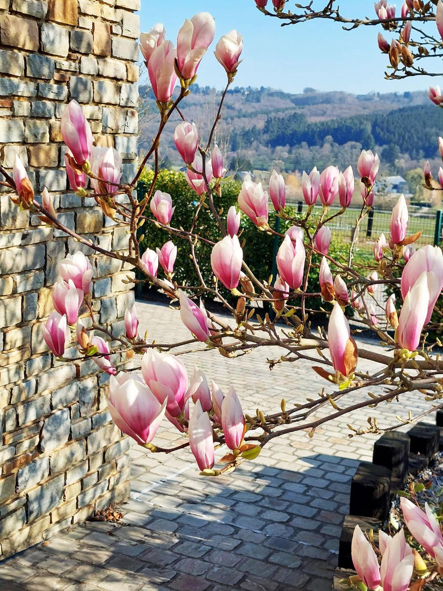 Cha Cha de Loup Luxe B&B - Vakantiewoning