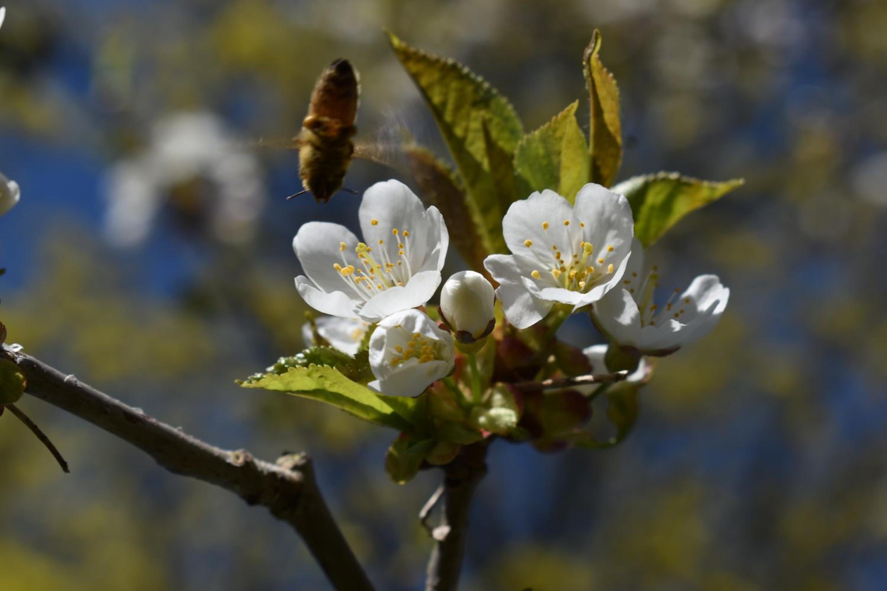 Photo 34
