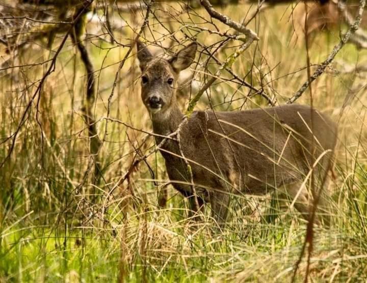 Pinetree Cottage, dog friendly, Holiday let, Callander Invertrossachs view 5