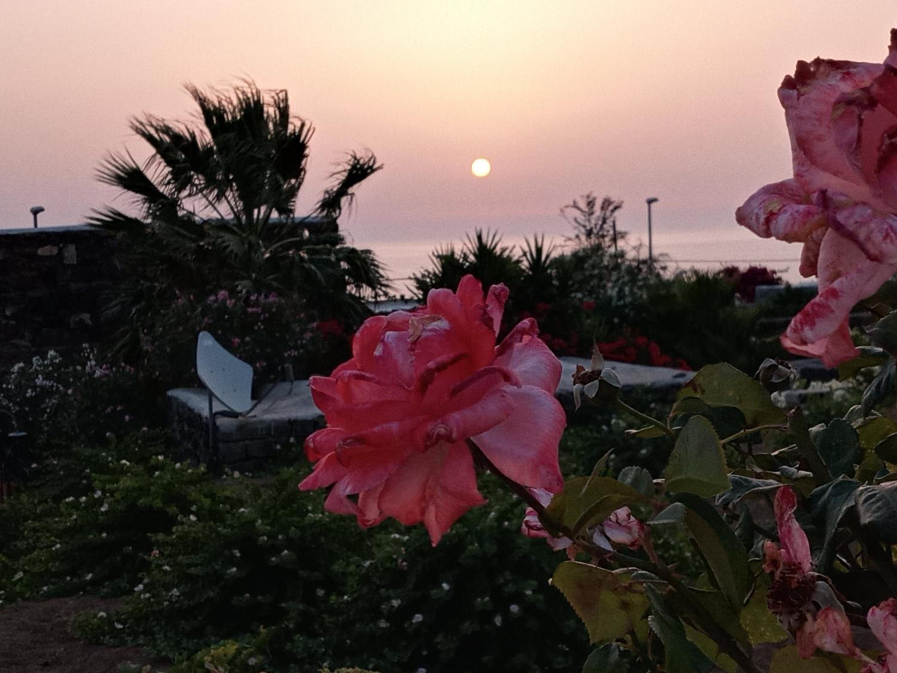 Dammuso Pantelleria - Fiori D'Ossidiana