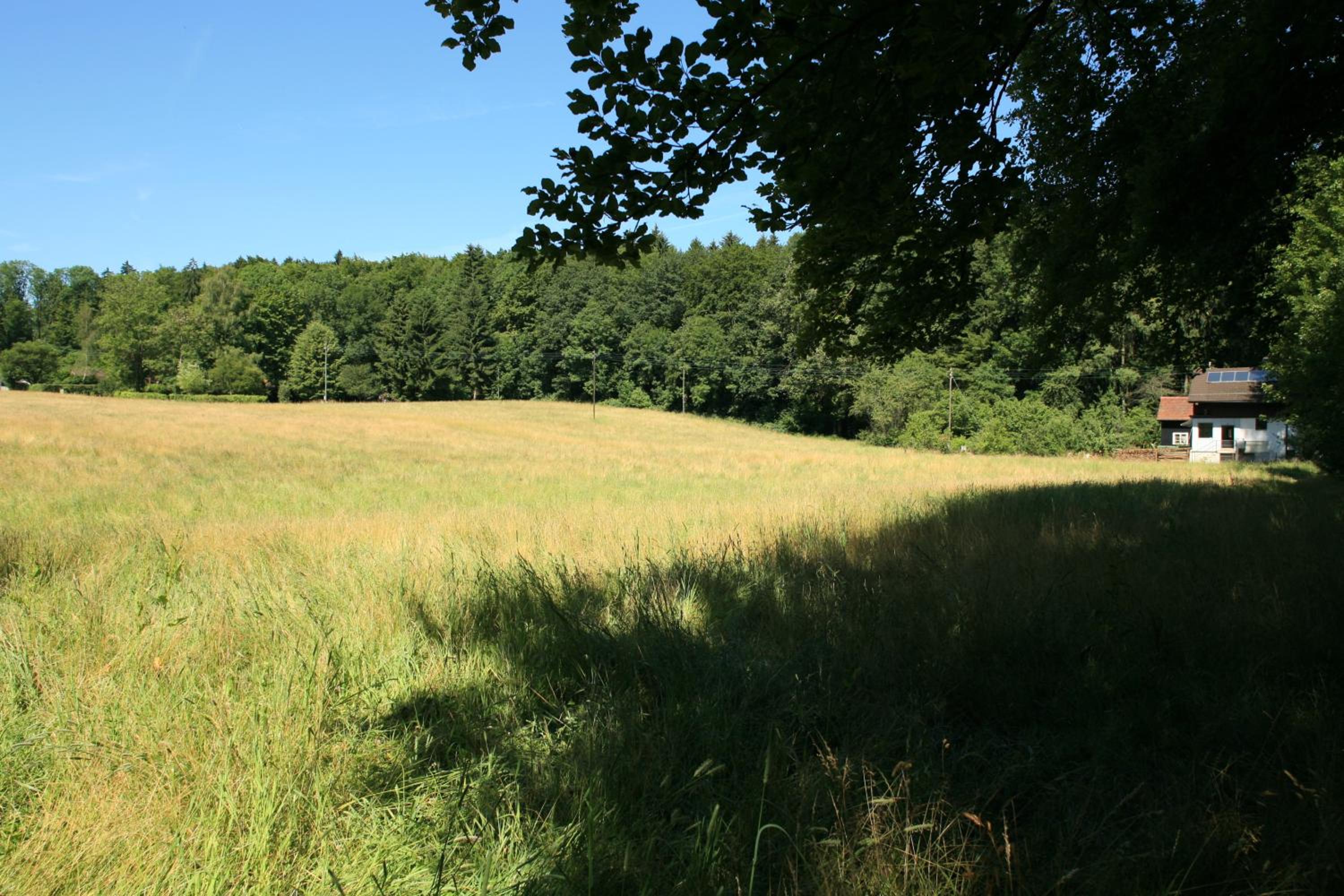 Hausteil in einer Waldlichtung im Stadtwald view 3