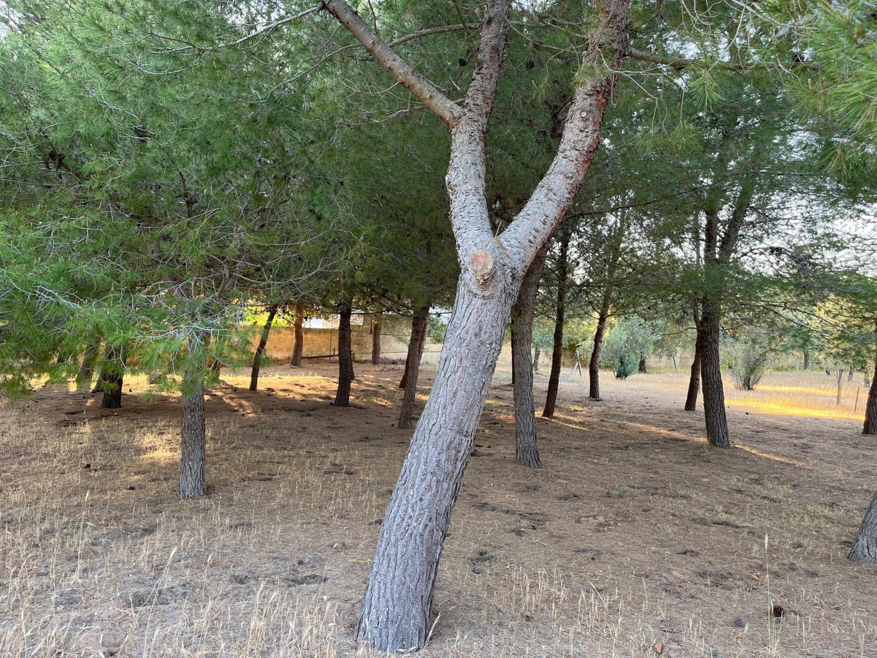 Photo 31