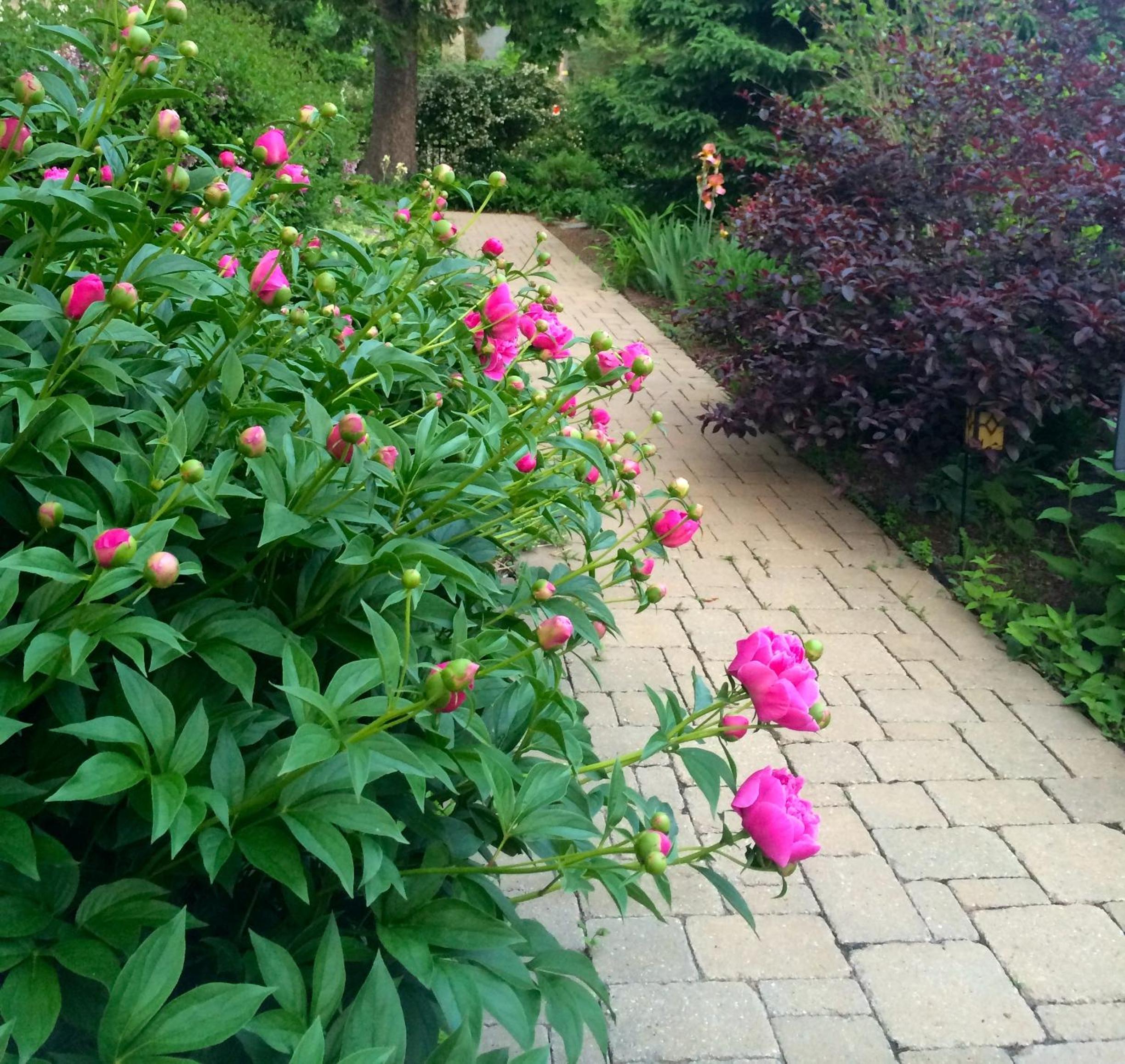 Norfolk Guest House Inn, photo 117
