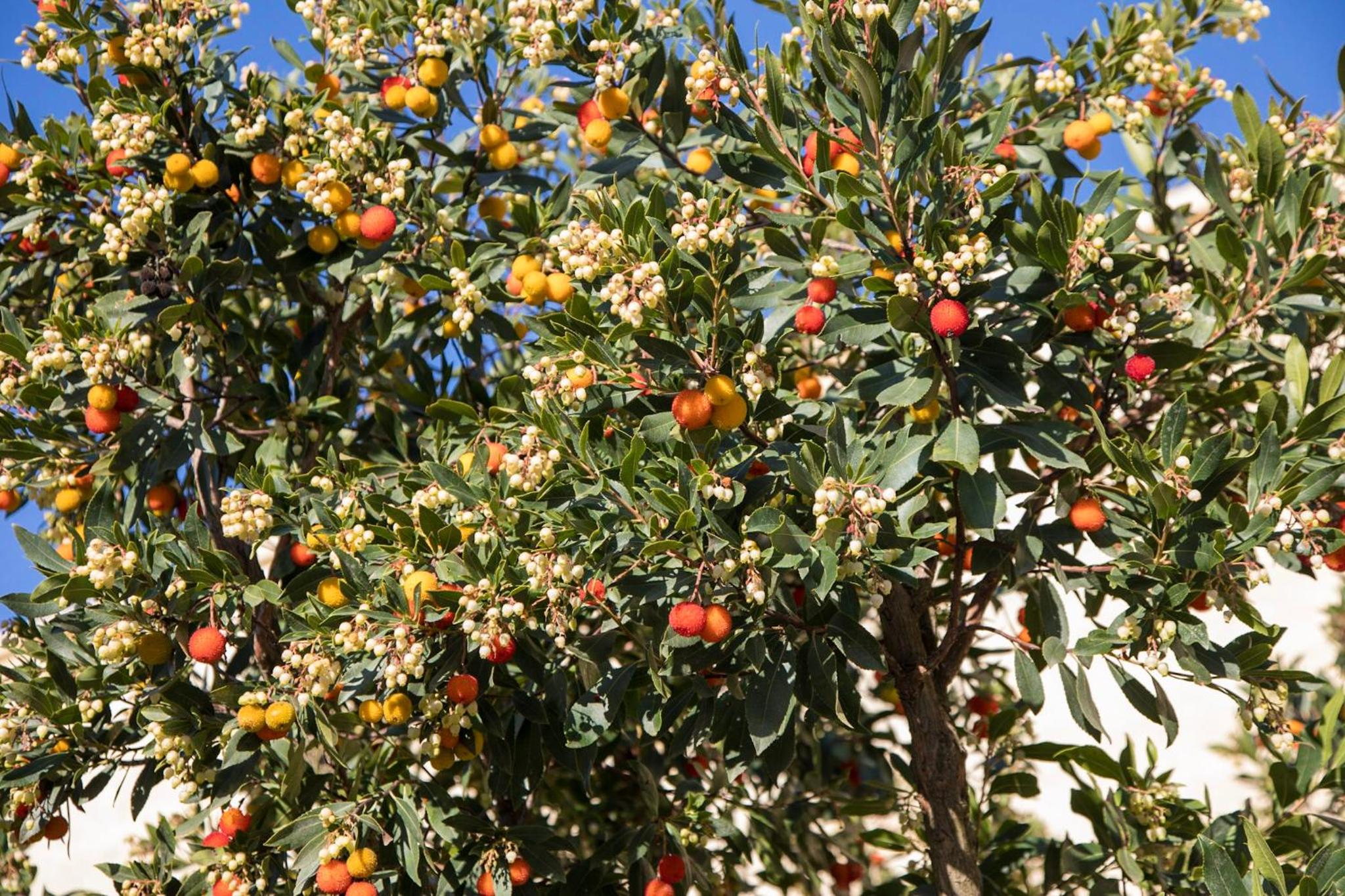 Masseria Lilei - Puglia, Salento, photo 39