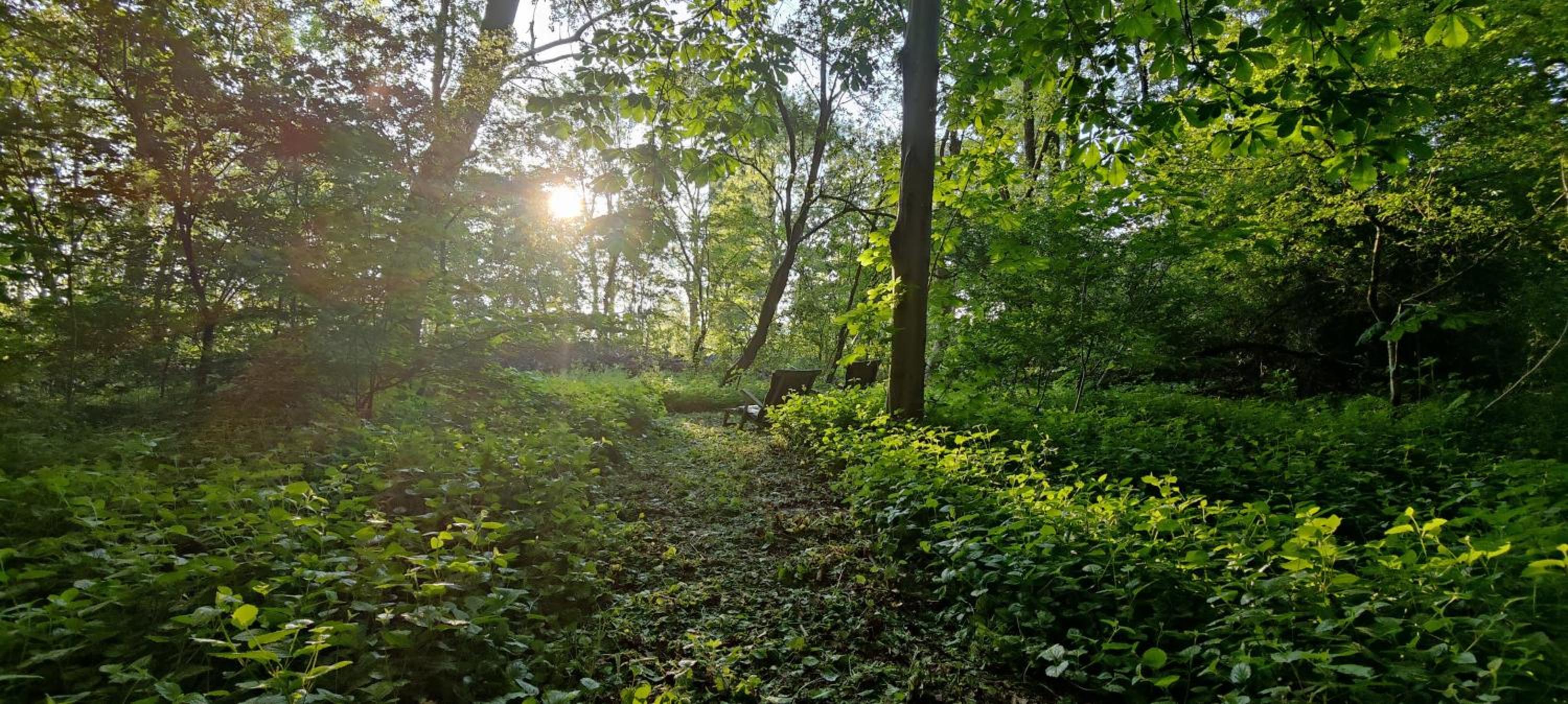 Kwadijkerbos