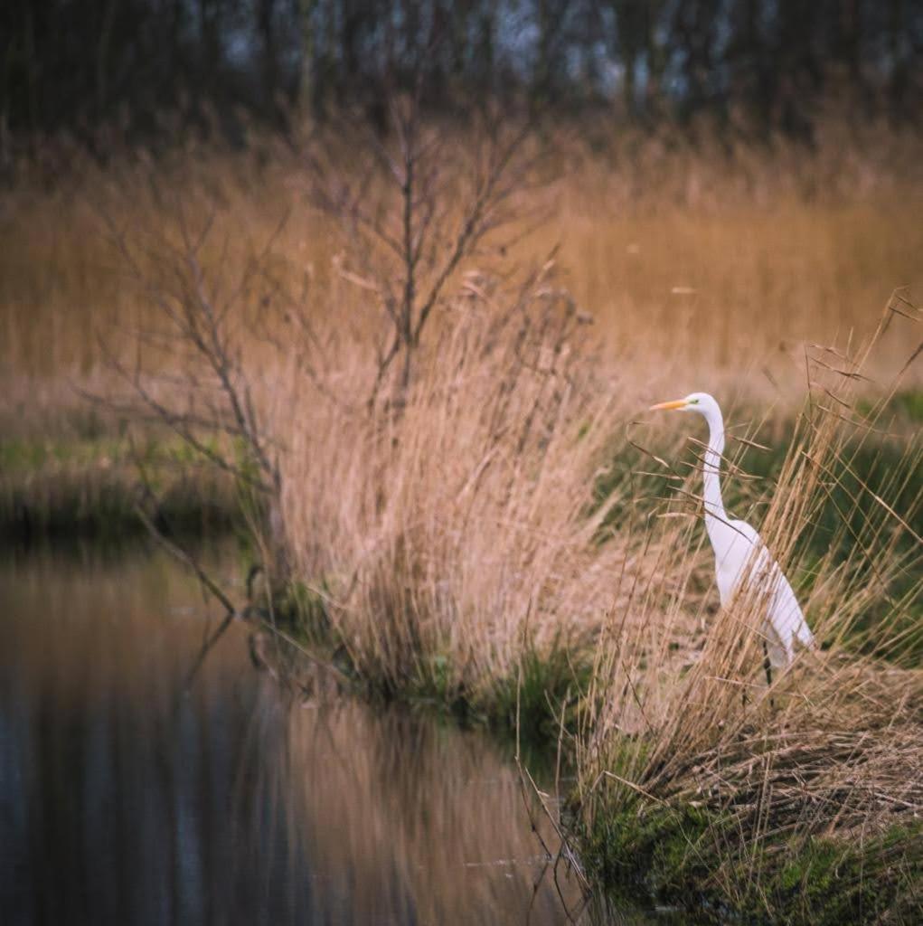 Kwadijkerbos