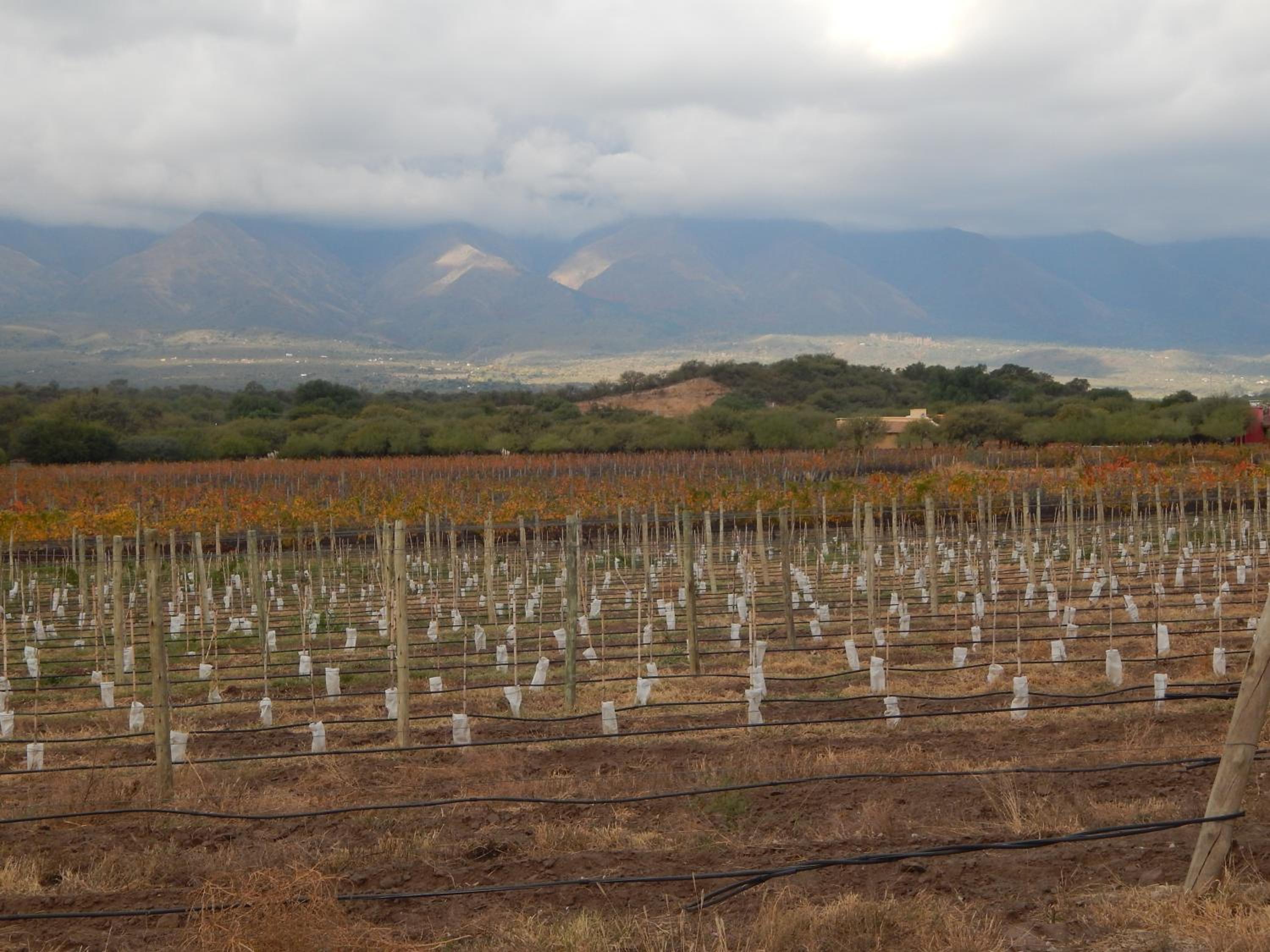 La Morada, imperdible Casa de Campo en La Matilde