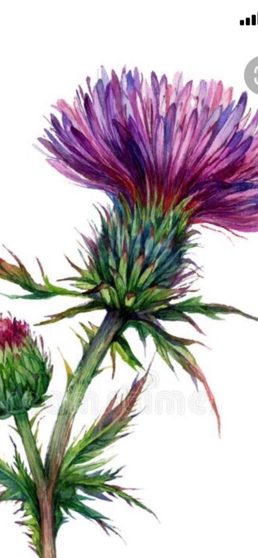Scottish Thistle view 5