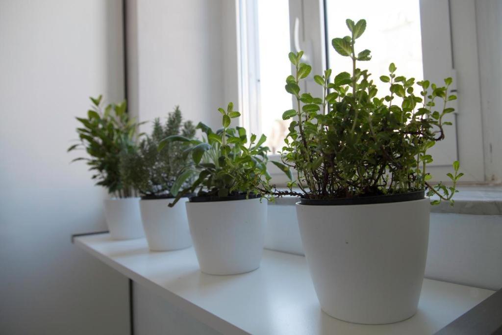 Navona Design Apartment Casa e Appartamento per Vacanze