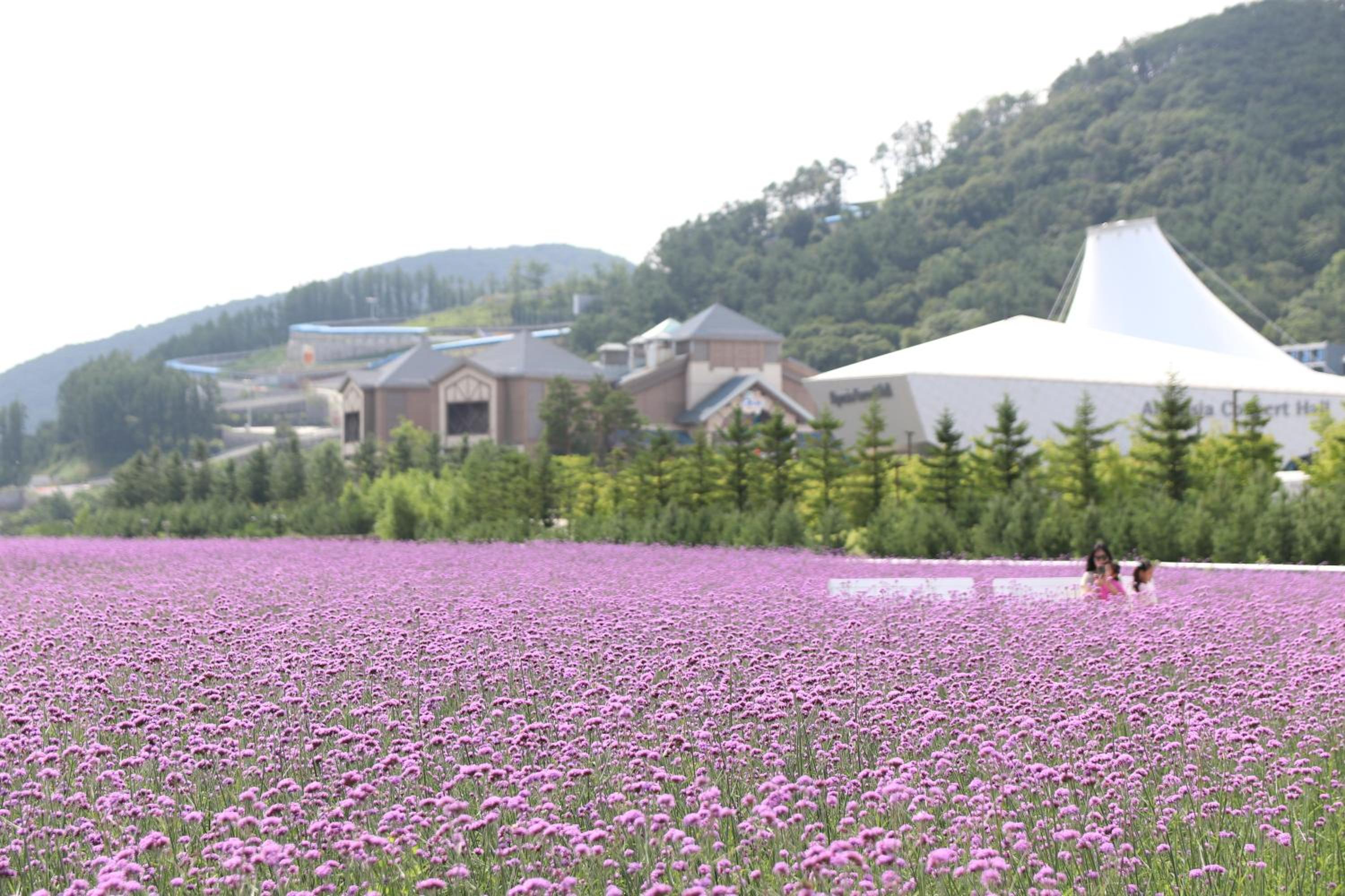 Pyeongchang Vacations - Intercontinental Alpensia Pyeongchang Resort, an IHG Hotel - Property Image 49