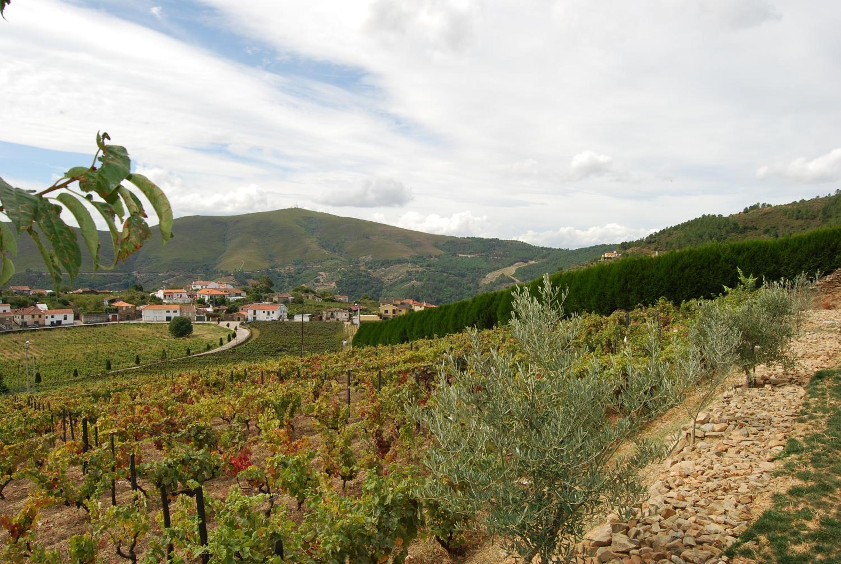 Quinta Manhas Douro