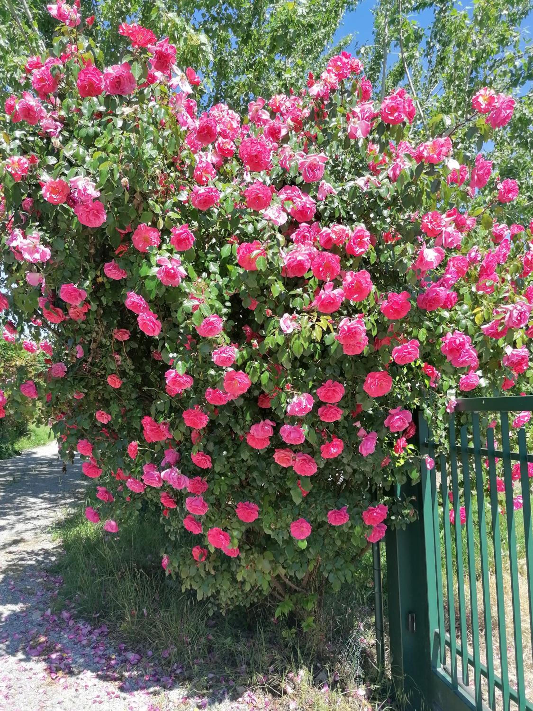 Photo 51