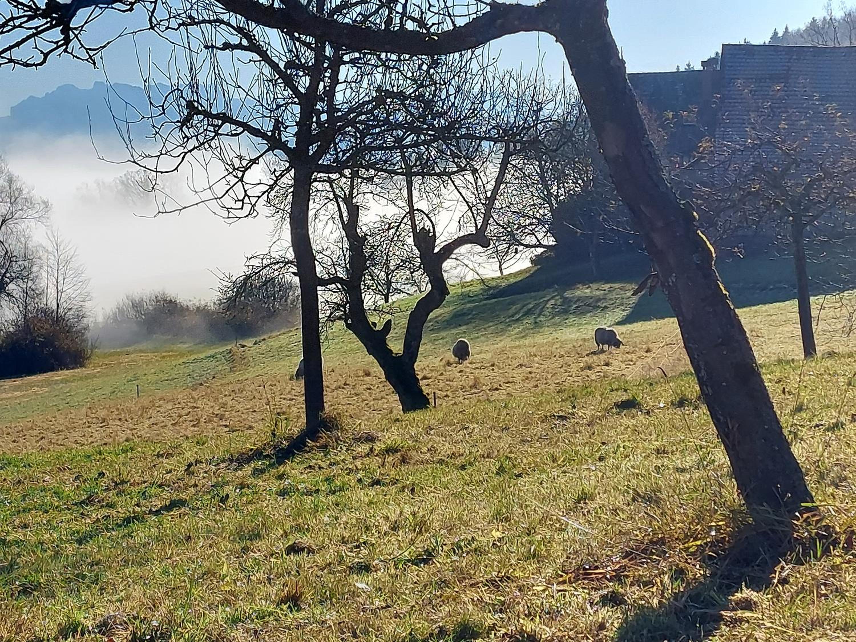 Historisches Doppel - Riegelbauernhaus